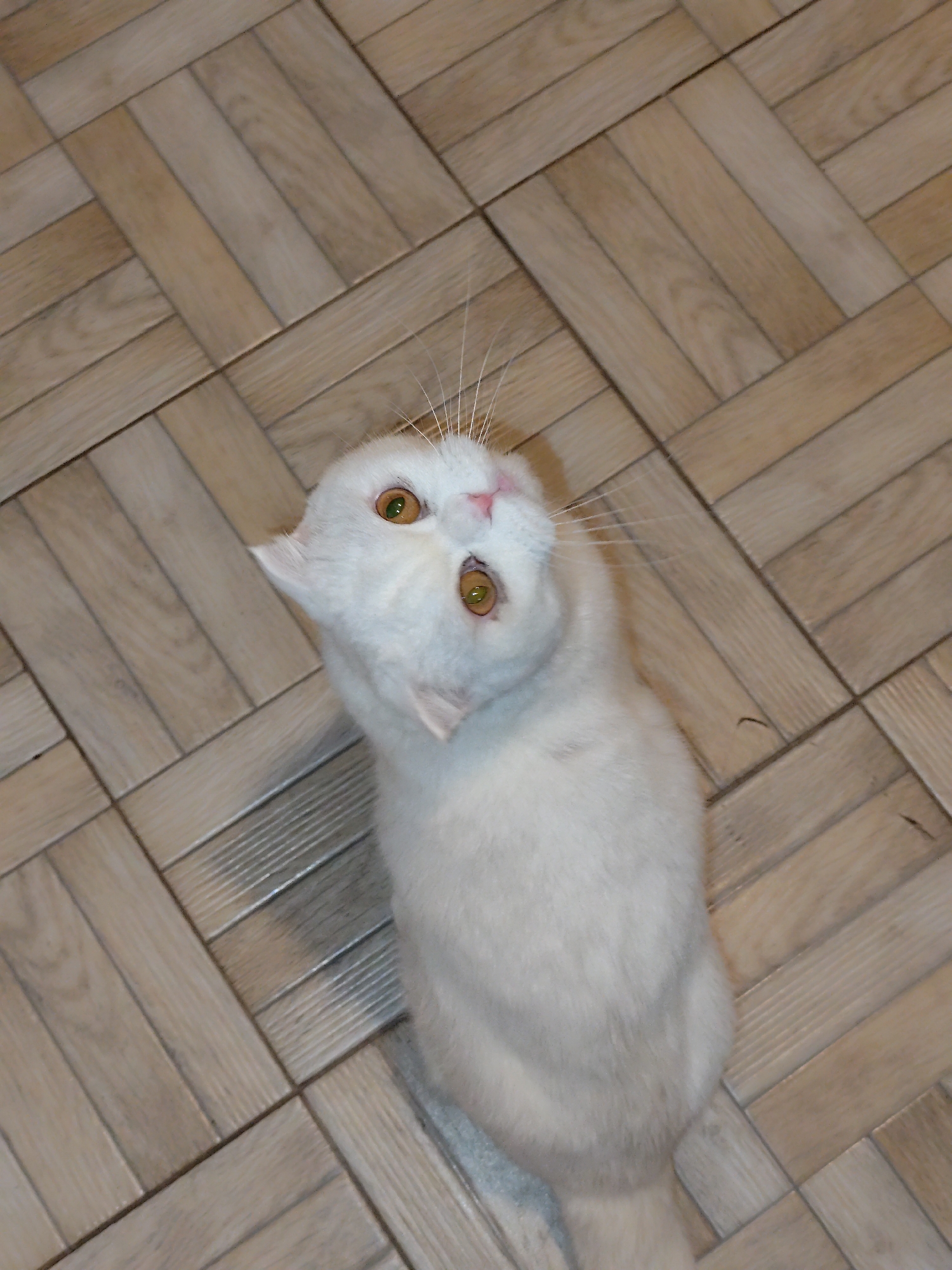 A white cat with yellow eyes is looking up towards the camera. The cat is positioned on a brown tiled floor arranged in a herringbone pattern. The location is unknown but if it were to be in Sarıyer, Turkey this could be an indoor residential setting.