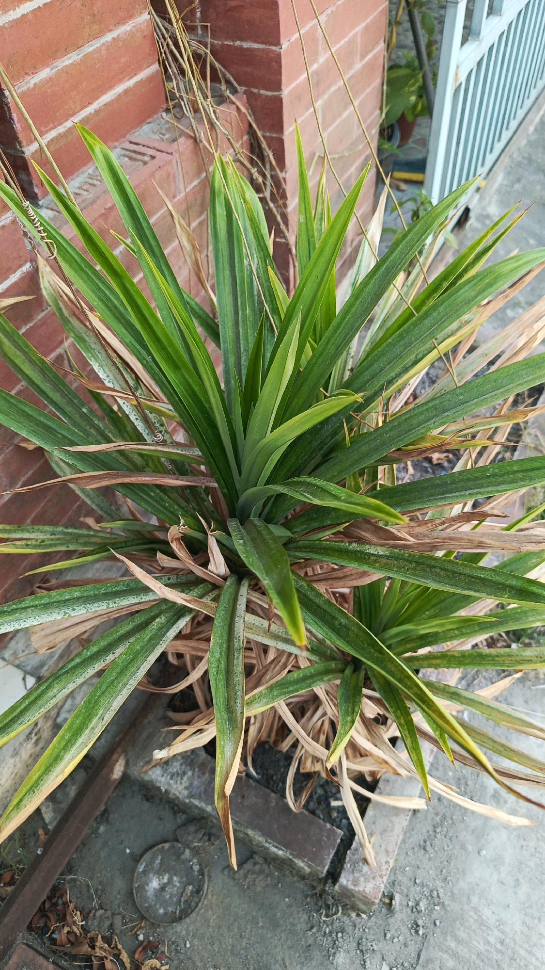 An overhead, medium shot captures a Pandanus amaryllifolius plant with long, spiky green leaves, some of which are yellowing and brown at the tips, indicating signs of dryness or age. The plant is situated outdoors, close to a brick wall with visible mortar lines and some dried vines trailing down. In the background, a light blue metal fence with vertical bars is partially visible, along with some greenery in pots. The ground appears to be concrete with scattered debris, including dry leaves and pieces of brick. The scene is set in Babadan, Indonesia, suggesting an outdoor environment, possibly a residential area or a garden. There are no people or animals in the frame.