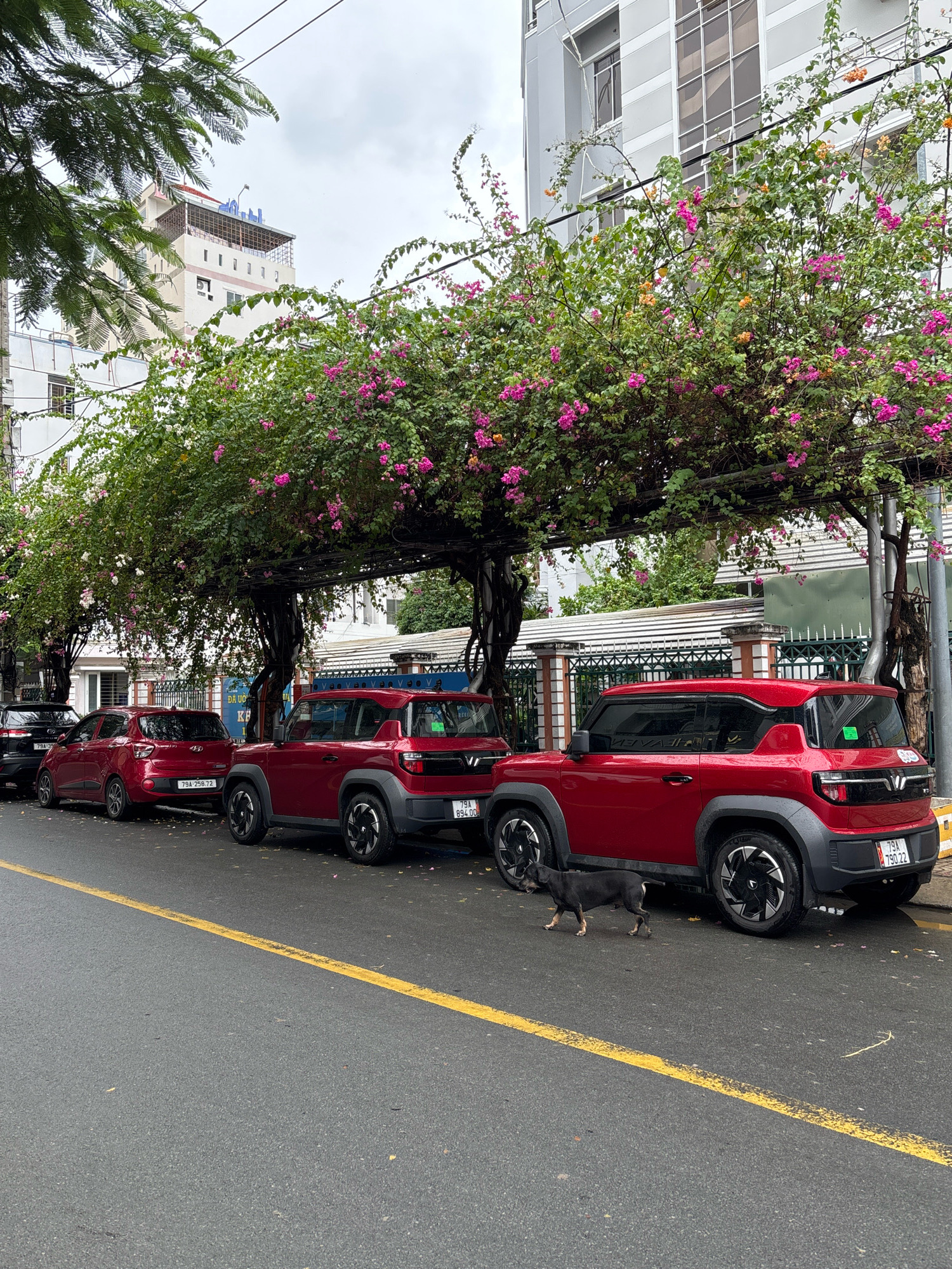 The image shows a street in Nha Trang, Vietnam, with several red cars parked along the side of the road. The cars are under a canopy of trees with pink and purple flowers. A small black dog is walking on the wet asphalt road in front of one of the cars. The buildings in the background appear to be apartment buildings or hotels. The sky is overcast.