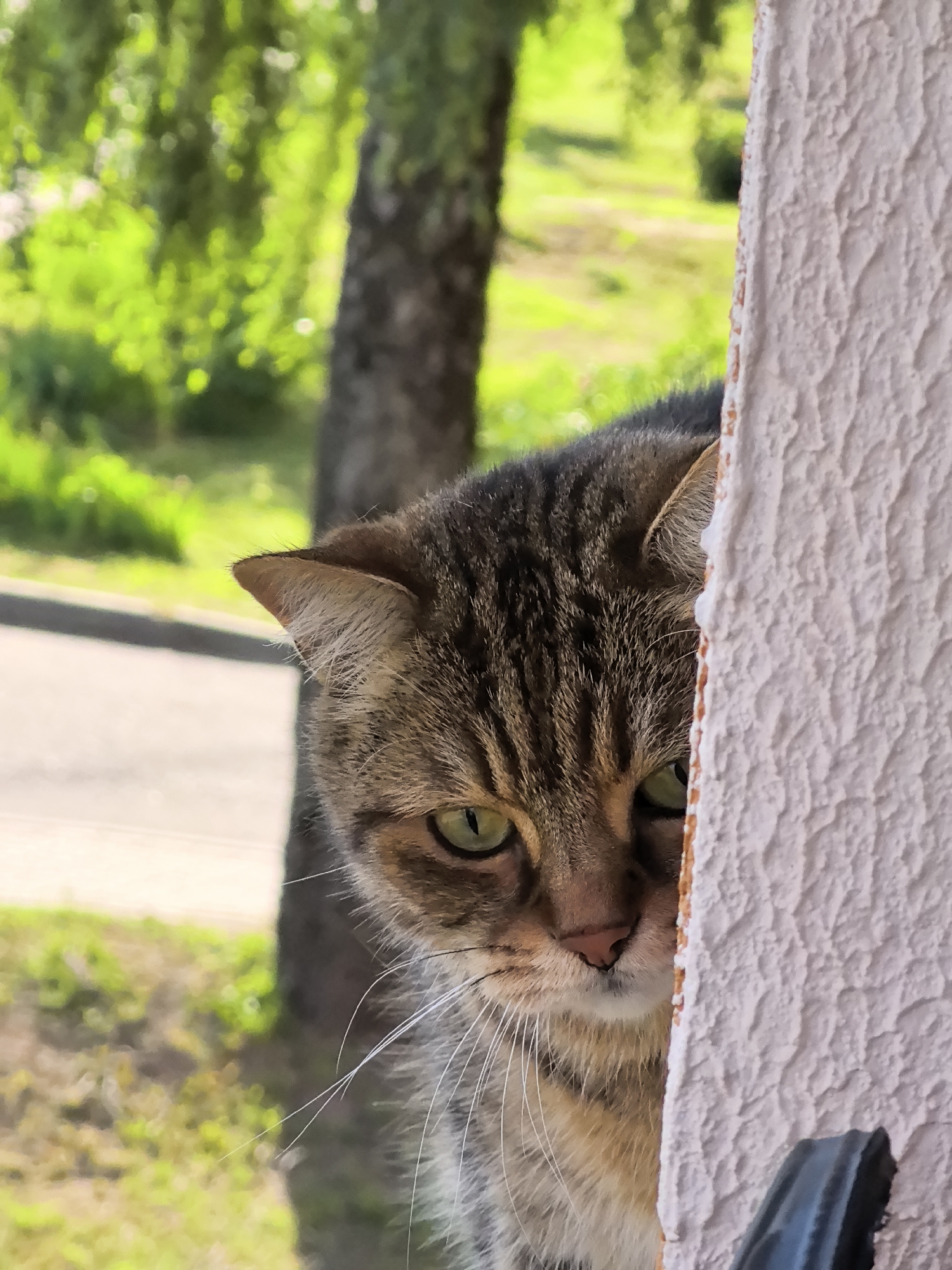A close-up, vertical shot focuses on the face of a tabby cat peeking from behind a textured, off-white wall on the right side of the frame. The cat's green eyes are visible, along with its nose and part of its striped fur. Its ears are slightly pointed forward. The background is blurred, showing green foliage and a hint of a road or sidewalk. The lighting suggests it is daytime, with the sun casting some shadows. The scene is outdoors in what appears to be a residential or park-like setting within an unspecified urban location.