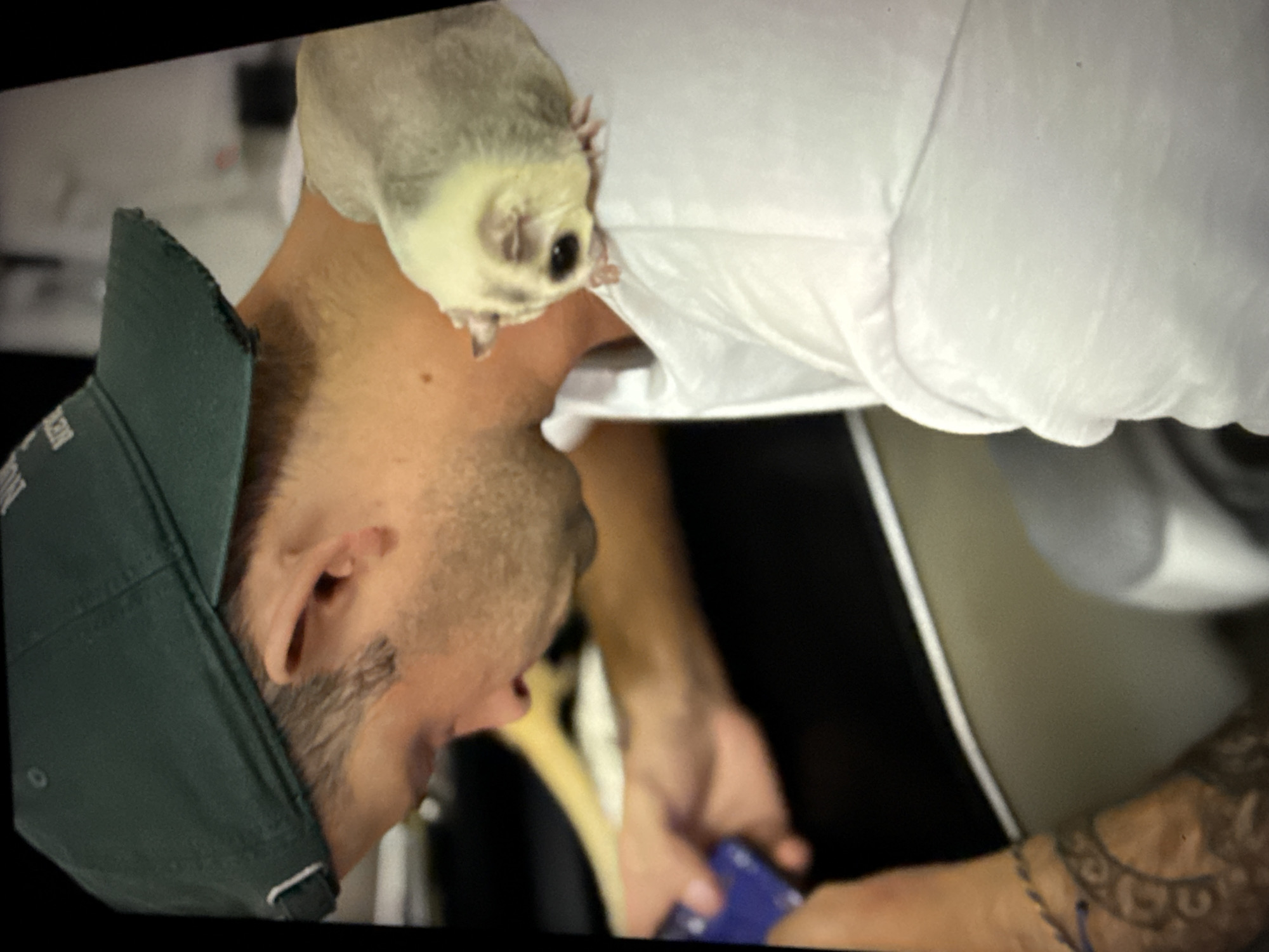 A man wearing a green baseball cap and a white t-shirt is holding a blue object in his left hand. A sugar glider is perched on his right shoulder. The man is looking down at the blue object. The background is blurred, but appears to be indoors. The image is a close-up shot, with the man's face and the sugar glider being the main subjects. There are no discernible landmarks or features that would indicate a specific location in Taipei, Taiwan.