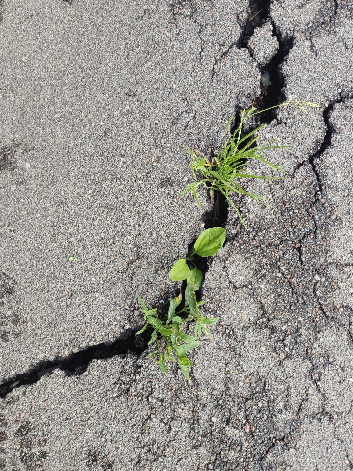 The image depicts a close-up view of cracked asphalt with several green plants growing through the fissures. The asphalt is dark gray with visible aggregate and shows signs of wear and tear, including numerous smaller cracks and divots. The plants are small and appear to be common weeds, with some having broad leaves and others thin, grass-like blades. The lighting suggests it is daytime, with shadows indicating the sun is overhead or slightly to the side. The scene appears to be an outdoor urban environment, possibly a sidewalk, road, or parking lot. Without further information, the specific location within Saint Petersburg, Russia, cannot be determined, but it is consistent with common urban landscaping or infrastructure issues found in the city. There are no people or animals present in the image.