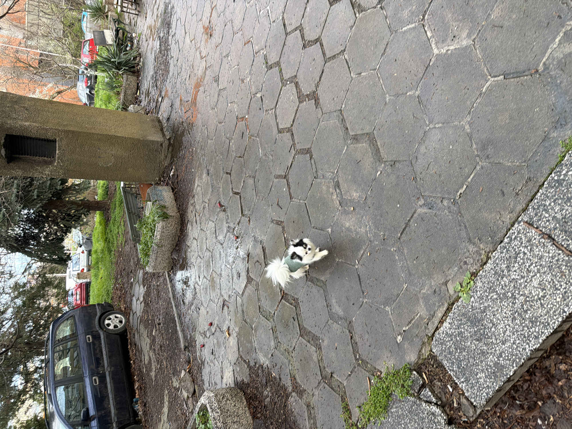 The image shows a paved area with hexagonal concrete pavers, possibly in Sofia, Bulgaria, though this is not definitively confirmed within the frame. The pavers are predominantly grey and show signs of weathering, with some sections appearing damp or wet. To the left, a concrete pillar with a small, obscured opening stands adjacent to a patch of overgrown vegetation. A dark blue car is parked nearby, partially obscured by vegetation. A small dog, primarily white with black markings, is visible on the paved area. A curbstone is present on the right side of the image. The background includes various vehicles and trees, indicative of an urban or suburban setting.