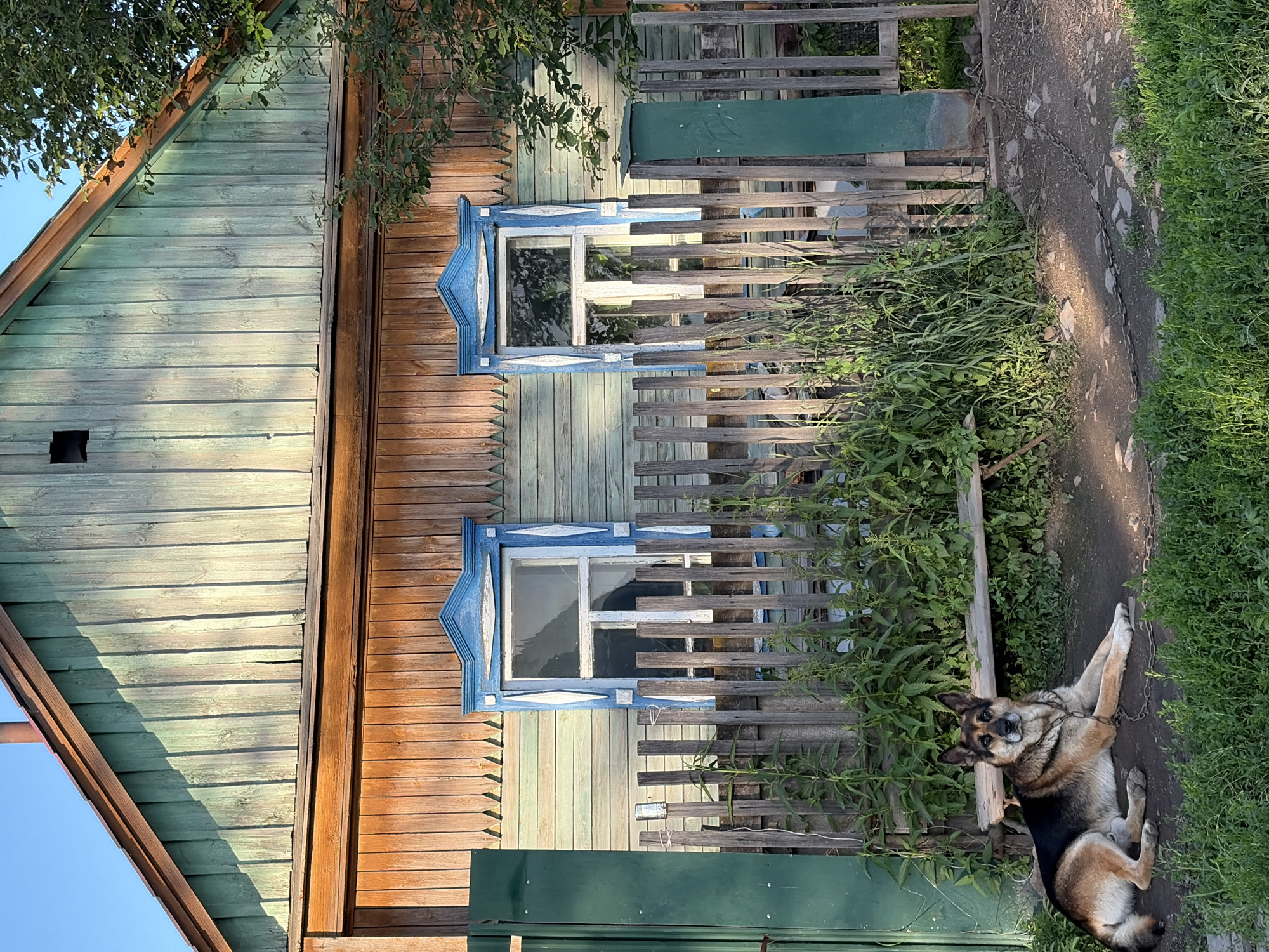 A German Shepherd is lying on the ground in front of a wooden fence and an old wooden house. The house has green siding and wood trim around the windows. The fence is made of weathered wooden pickets. There is lush green vegetation growing along the fence. The dog is chained to a metal ring on the ground. The scene is set during the daytime. The image appears to be taken in a rural area. The location is the city of Skovorodino, Russia.