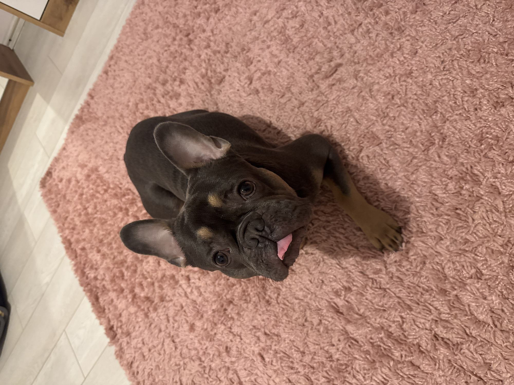 A French Bulldog puppy with a blue and tan coat is the central subject of this indoor photograph. The puppy is lying or sitting on a soft, shaggy, light pink rug, looking directly upwards at the camera. Its ears are prominent and bat-like, typical of the breed, and its large dark eyes are wide and attentive. A small portion of its pink tongue is visible, slightly sticking out from its mouth, giving it a playful or curious expression.
The rug covers a significant portion of the floor, with light-colored wooden or laminate planks visible along the left side and top left corner of the image. A piece of wooden furniture, possibly a table or shelf, is partially visible in the top left. The lighting suggests an indoor setting, likely a home, providing a warm and cozy atmosphere. The puppy appears to be in good health and spirits. No text is visible in the image. The scene is set in Burgas, Bulgaria.
