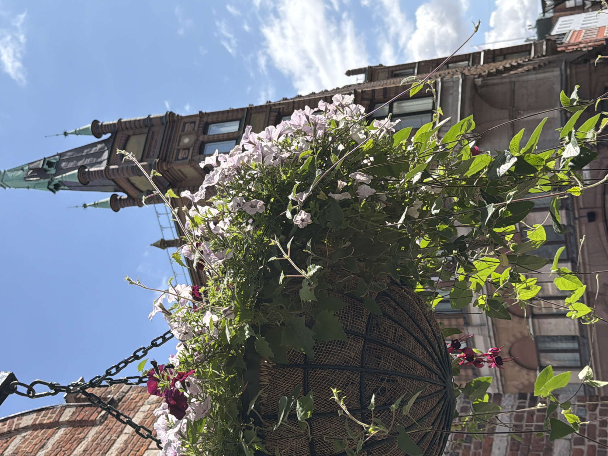 A hanging basket overflowing with light pink petunias and dark pink fuchsia flowers is suspended from a chain against a bright blue sky with scattered white clouds. To the right of the flowers, a tall, ornate brick building with a green spire and Gothic architectural elements rises. The building has numerous windows and decorative stonework. The lower portion of the image shows more of the building's facade, including arched windows, and another smaller building in the background. The perspective is from below, looking upwards towards the building and sky. The hanging basket is positioned in the lower left quadrant of the image, obscuring part of a red brick wall on the far left. The scene appears to be in an urban environment, likely a street or square, given the architecture.