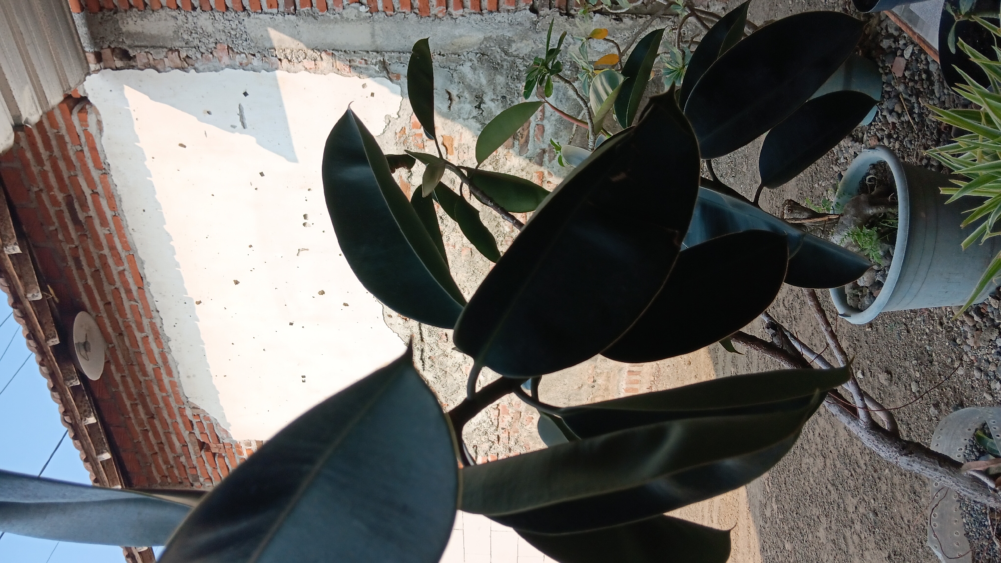 This is a close-up, low-angle outdoor shot of a Ficus elastica plant, commonly known as a rubber plant, in the city of Sonobekel, Indonesia. The plant has large, dark green, glossy leaves and a thick, woody stem. It is potted in a gray plastic container filled with gravel. In the background, a brick wall with a peeling white plaster finish is visible, partially illuminated by sunlight casting shadows. The wall is topped with terracotta roof tiles. The ground is covered in gravel and dirt. The sky is clear and blue. No people or animals are present in the frame.