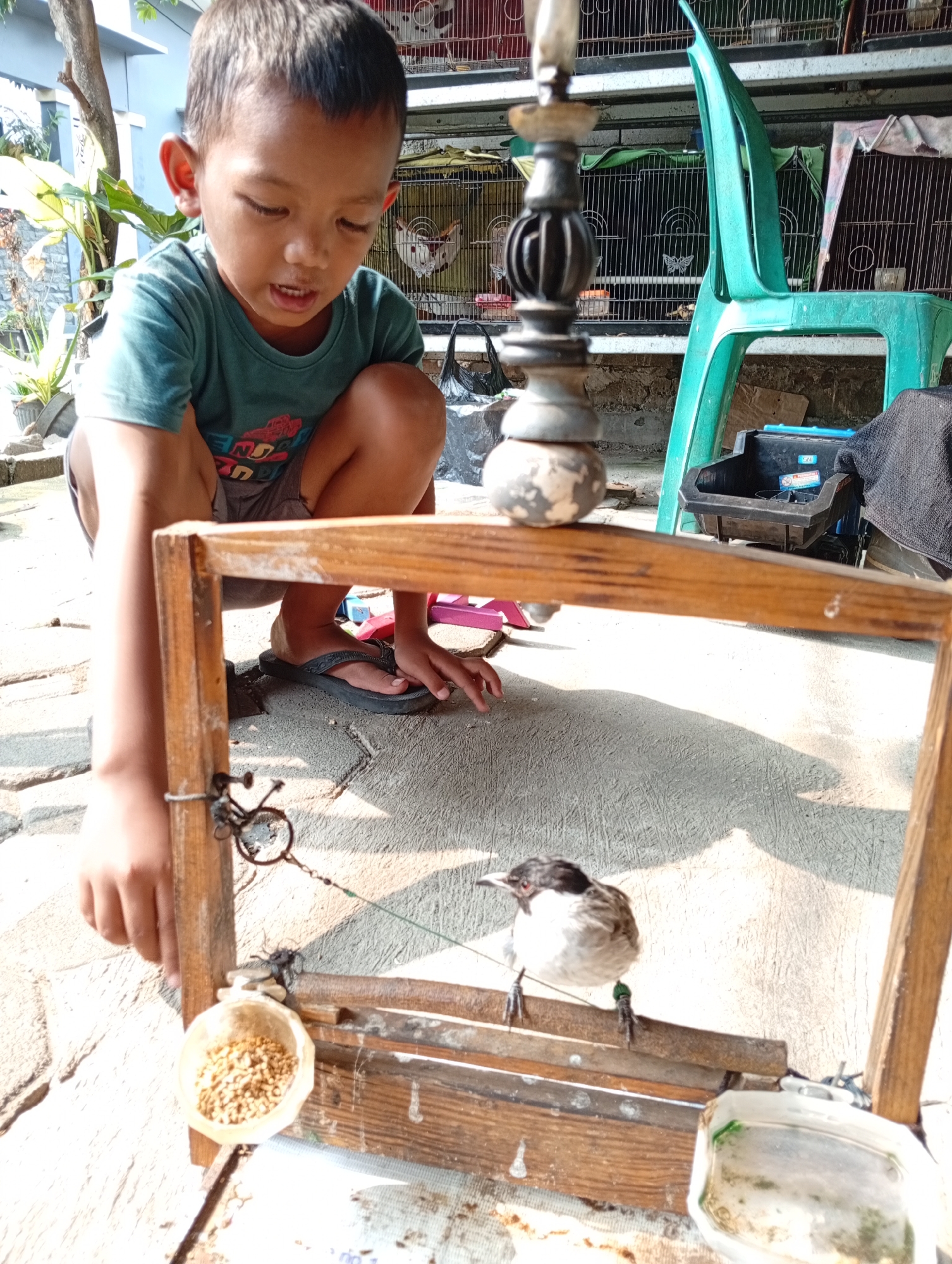 A young boy in a green t-shirt and grey shorts crouches on a paved surface, looking down at a small bird perched on a wooden structure. The bird, primarily white with a black head and a red eye, is standing on a thin wooden perch. Attached to its leg is a small green ring. A small, bowl-like feeder filled with brown pellets is positioned to the left of the perch, and a shallow, clear container with some green algae is to the right. The wooden structure appears to be a homemade bird perch or cage base. In the background, several bird cages are visible stacked on metal shelves. A bright green plastic chair is placed in front of the cages. The scene suggests an outdoor setting, likely a yard or alleyway, given the paving stones and the presence of a tree and potted plants on the left. The lighting indicates it is daytime, with strong shadows cast on the ground. The overall impression is of a child interacting with a pet bird in a casual, everyday environment. The image is taken from a slightly elevated perspective, looking down on the boy and the bird.