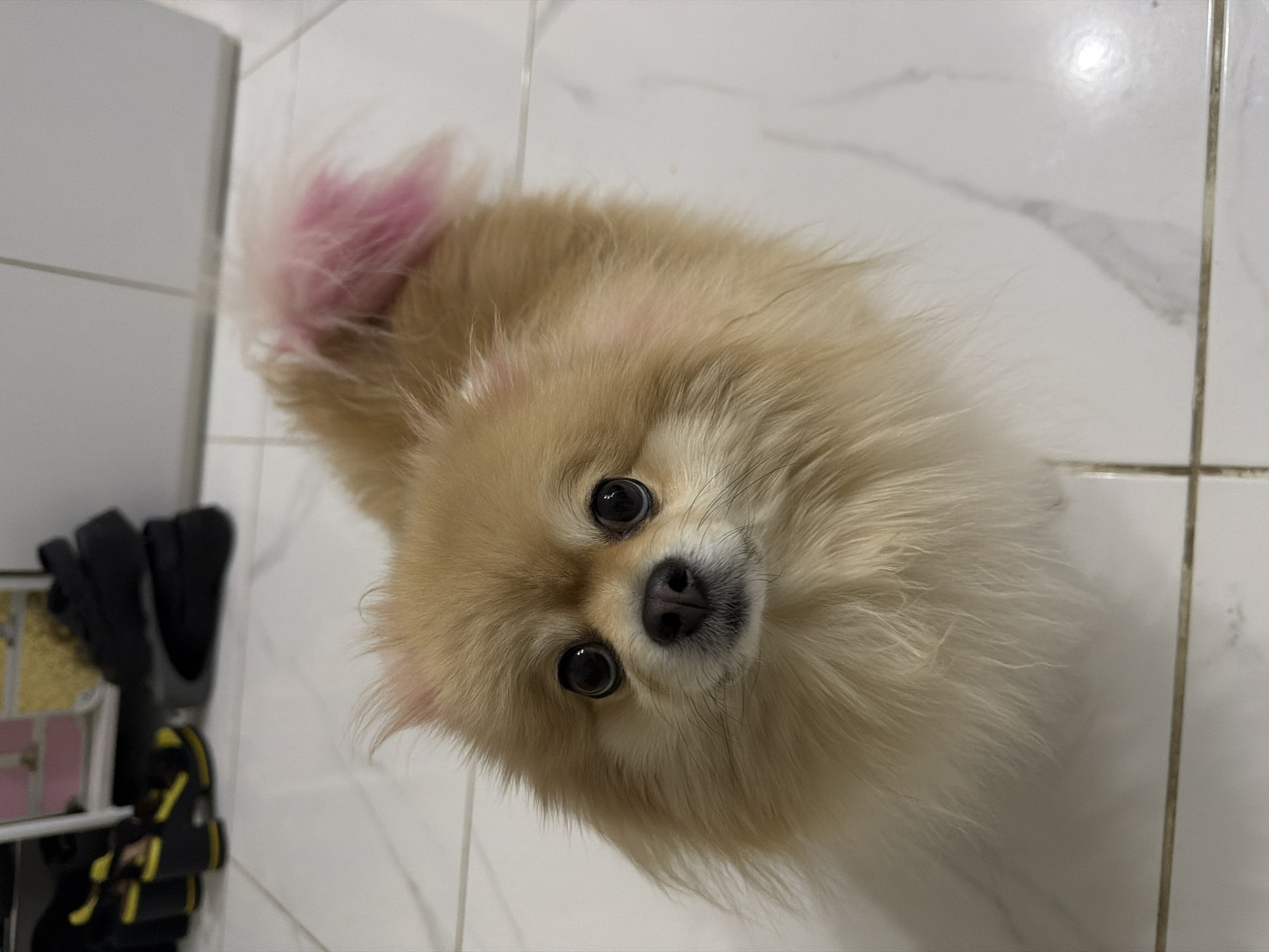 A Pomeranian dog with tan fur and pink-tipped tail stands on a white tiled floor. In the background, there is a shelf with various footwear including black shoes and yellow and black high heels. The scene is indoors.