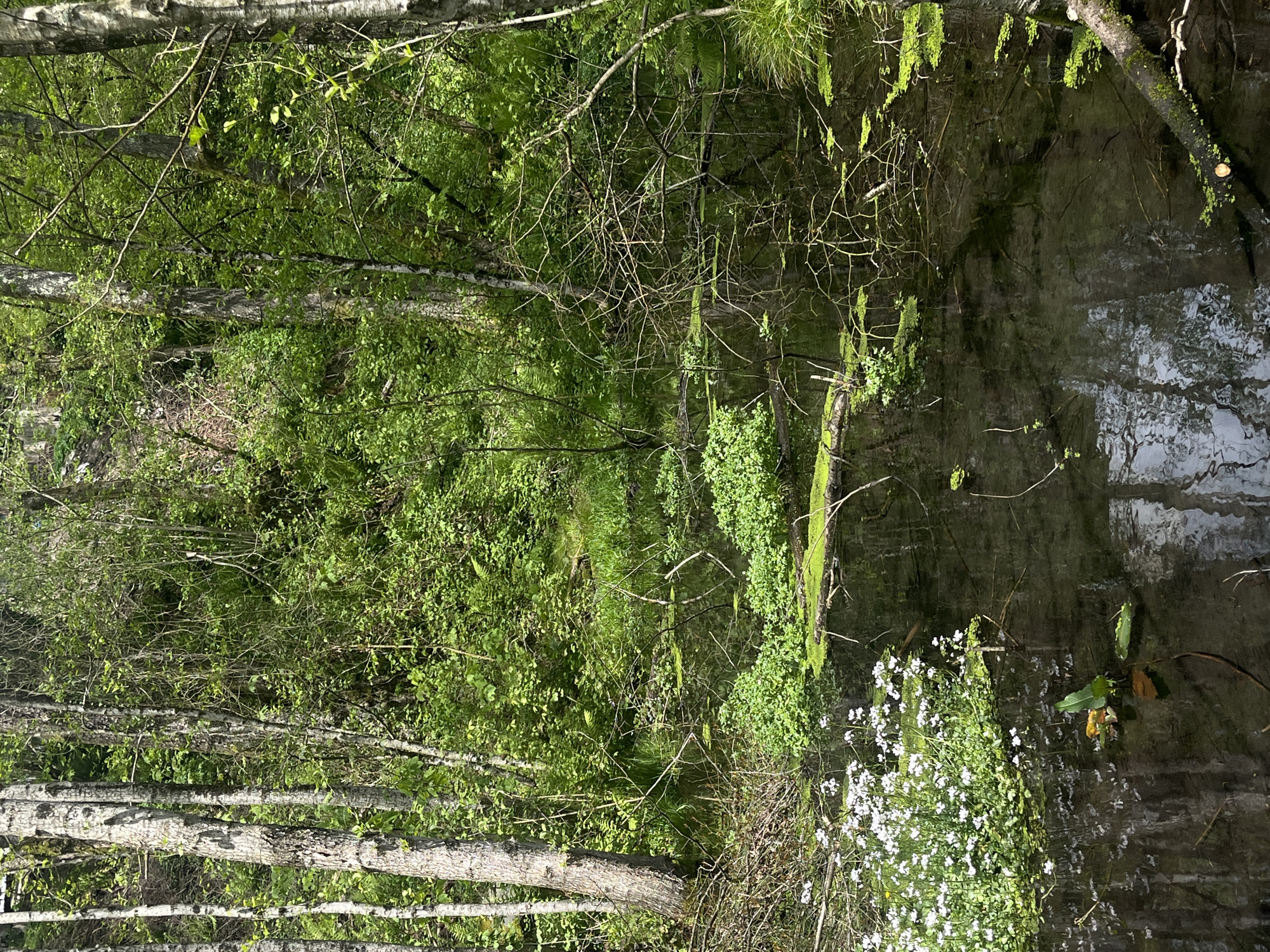 The image depicts a forested area with a body of water, likely a pond or stream. In the foreground, several birch trees with light-colored bark stand vertically. Lush green foliage covers the surrounding area, and some branches are bare. Near the water's edge, there is a patch of small white flowers. The water reflects the surrounding trees and sky, creating a slightly distorted mirror image. The overall impression is of a peaceful, natural setting. The location is unspecified.