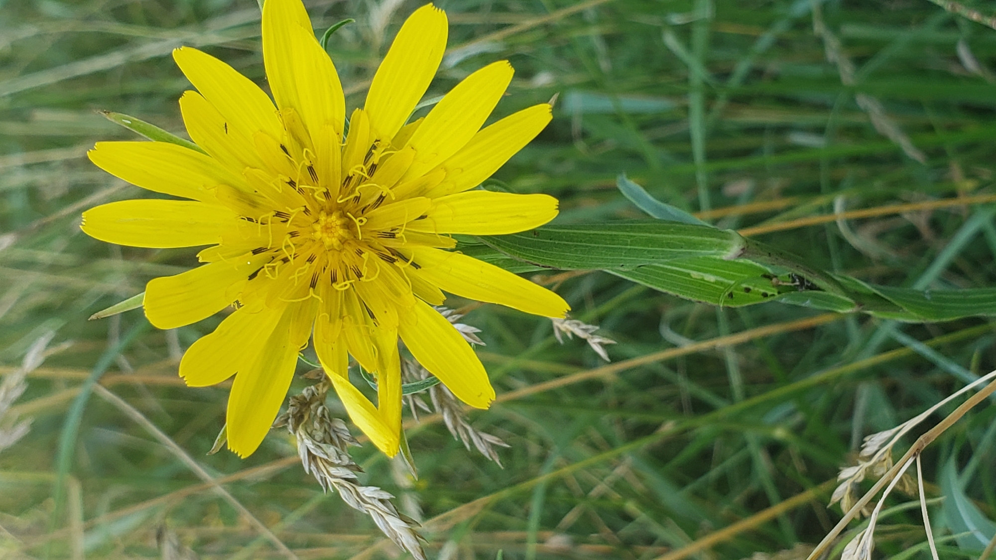A close-up, vertical shot captures a vibrant yellow wildflower in a natural outdoor setting. The flower's numerous, elongated petals radiate outwards from a central disc, which is a darker yellow with delicate black markings. The stem is a bright green, with prominent leaf structures wrapping around it. The background is a soft blur of green grass and stalks, suggesting a meadow or field. The lighting is natural and diffused, highlighting the rich colors of the flower and its surroundings. The image does not contain any elements that would indicate its location in Prešov, Slovakia.