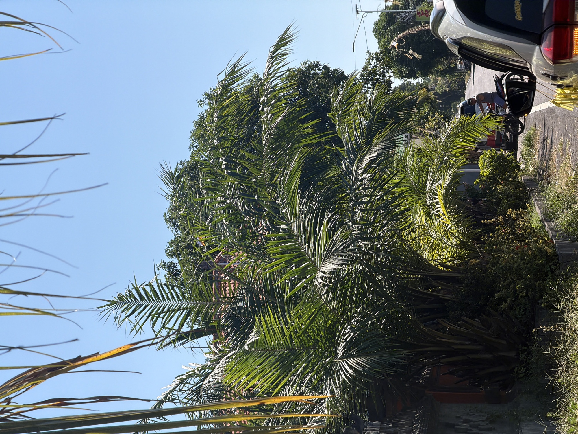 This is a medium shot, eye-level photograph taken on a sunny day in Kubu, Indonesia. The foreground is dominated by lush green palm fronds from a large palm tree, with some dried yellow fronds hanging from above. To the left, part of a gray textured wall is visible. In the middle ground, more palm trees and dense green foliage create a tropical atmosphere. Beyond the trees, a road is visible, with a person on a motorcycle wearing a gray tank top and a dark baseball cap. The person is looking to the left. To the right of the road, there's a light-colored SUV, partially obscuring the view of the motorcycle rider. The road is lined with trees and a street light can be seen in the distance. The sky is a clear, bright blue.