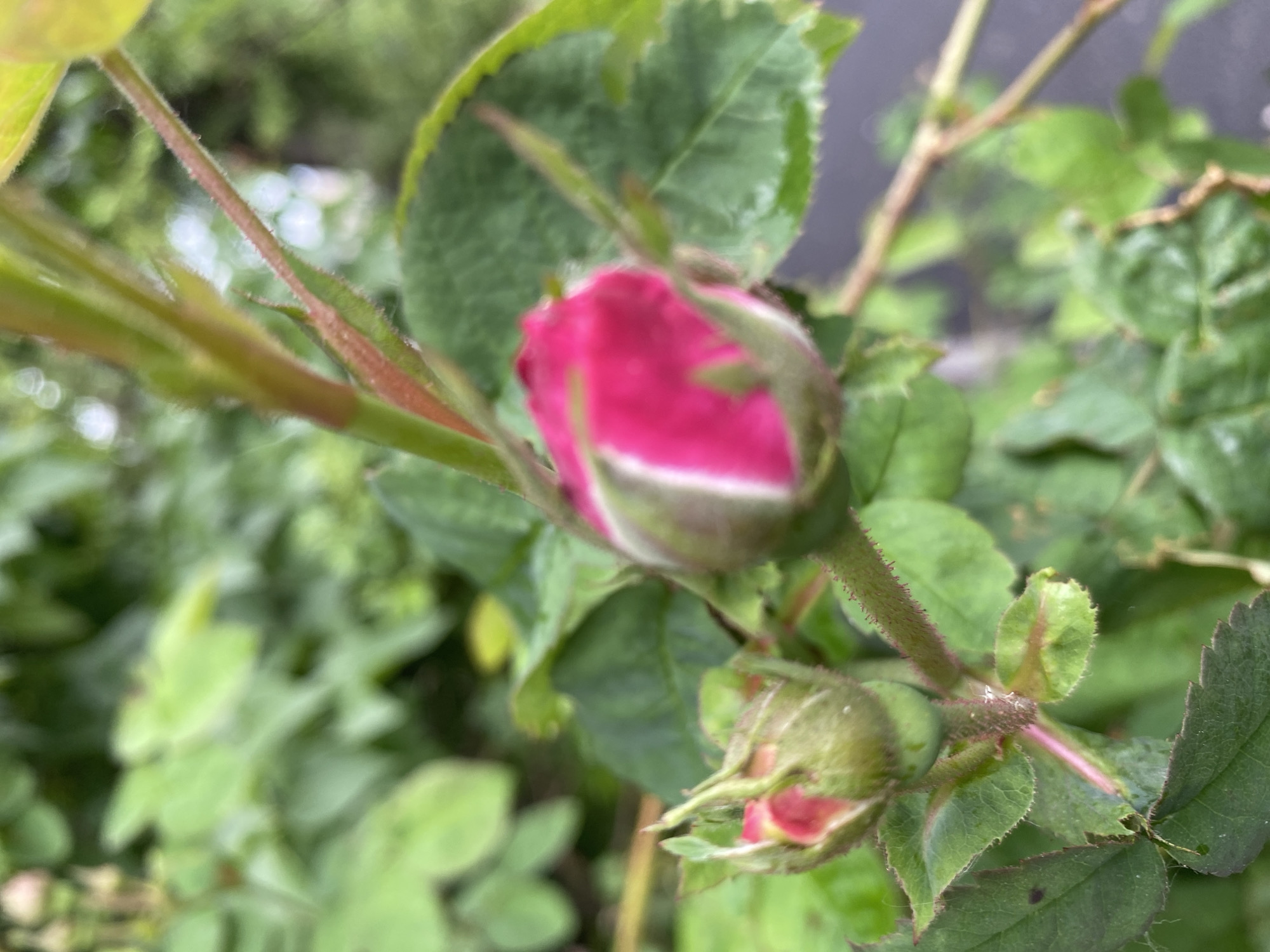 A close-up shows two rosebuds, one larger and more developed than the other. Both are predominantly pink with green sepals surrounding the base. The stems are covered in fine hairs or prickles. Green leaves of varying sizes surround the rosebuds. The background is blurred, suggesting other green foliage and possibly a grey or dark surface. The location in the city of Dnipro, Ukraine, is not discernible from the image.