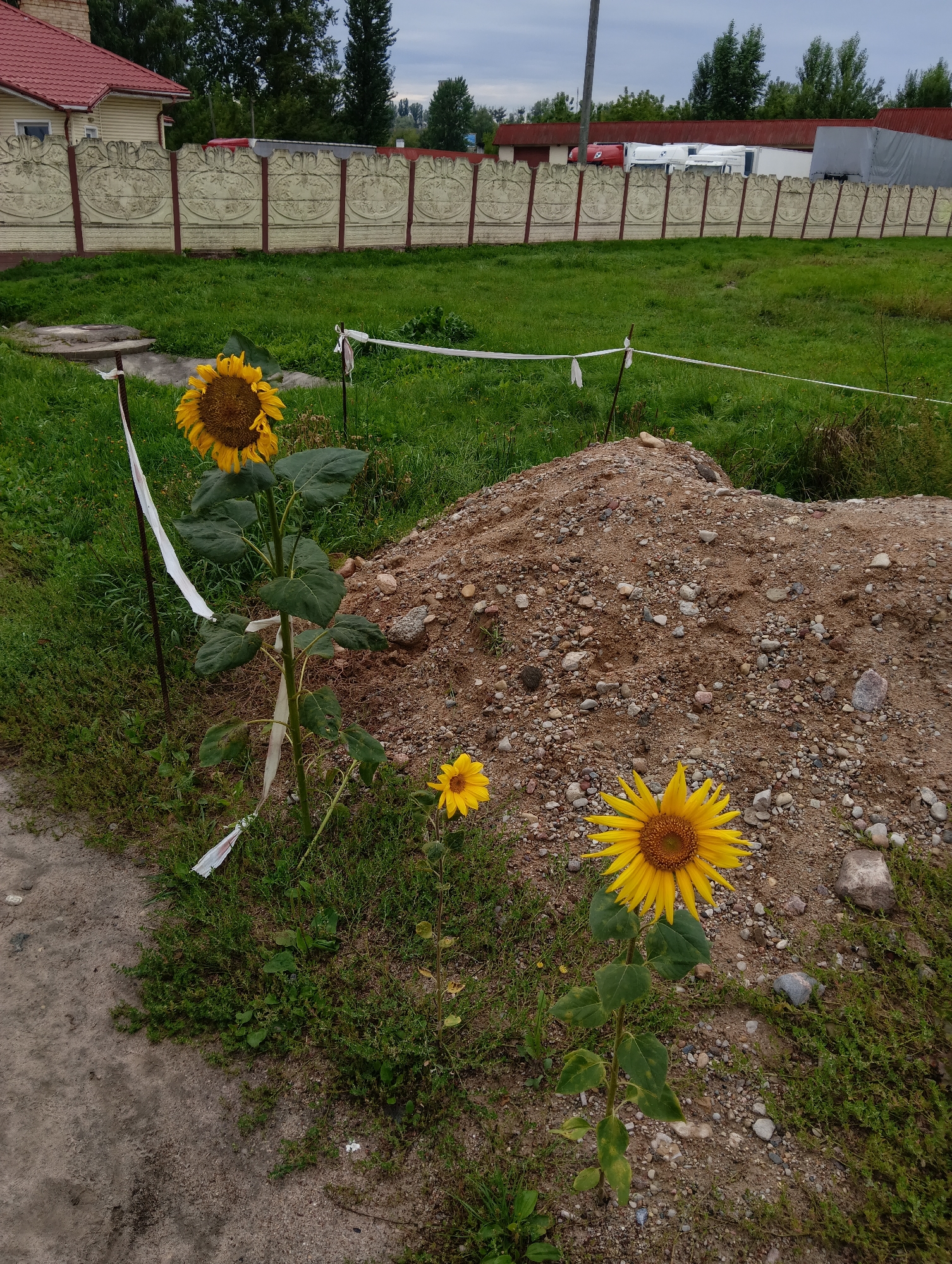 The image depicts an outdoor scene near a residential building with a red roof and a decorative fence. In the foreground, three sunflowers are visible, with two larger sunflowers and one smaller one. A pile of gravel and dirt is located to the right of the sunflowers. The ground is a mix of dirt, gravel, and grass. A white tape is tied to stakes around the sunflowers, possibly for protection or marking. The overall environment suggests a rural or suburban setting. No people are present in the image. The location is identified as Hrodna, Belarus, though specific landmarks within the city are not identifiable from the image alone.