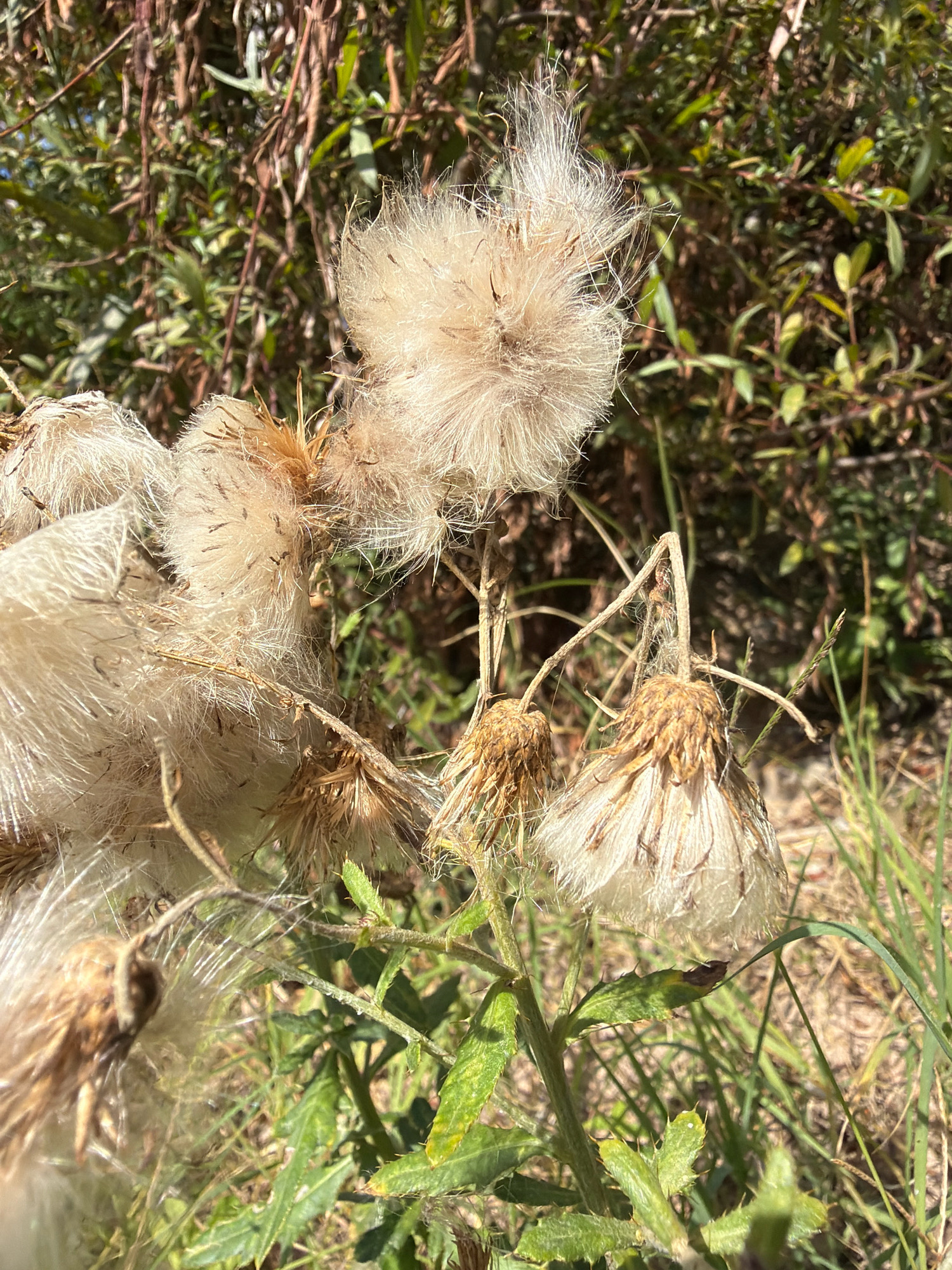 The image shows a close-up view of fluffy seed heads of a plant, likely a thistle, against a blurred background of green foliage and dry grasses. The seed heads are a pale beige color and are composed of numerous fine hairs, suggesting they are ready for dispersal. Some of the seed heads appear to have already released their seeds, leaving behind dried, brown remnants. The plant stem is visible, with spiky green leaves in the foreground, indicating it is a thistle. The scene is outdoors, with natural sunlight illuminating the subjects. The overall impression is of a natural, uncultivated environment, possibly a field or roadside in the Балаклавский округ, Ukraine. There are no people or animals visible in the image.