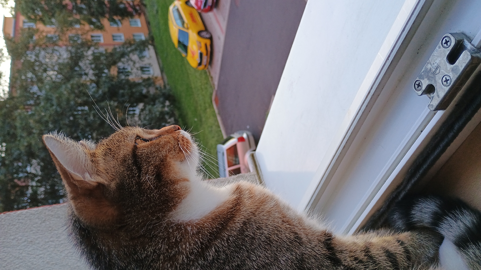 A domestic cat, predominantly tabby with white markings on its chest and face, sits on a white windowsill, looking out. In the background, several cars are parked in a lot adjacent to a grassy area and a building complex. The closest car is a light-colored station wagon, followed by a yellow car with a DHL logo and a red car. The building in the background appears to be an apartment building with orange and cream-colored facades. The scene is viewed from a slightly elevated perspective, looking down and across. The image captures an outdoor urban setting, likely in Sokolov, Czechia, given the context. The cat's posture suggests curiosity or observation of the environment outside the window.