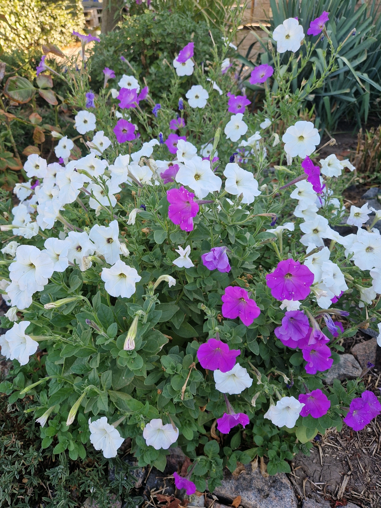 In Mykolaiv, Ukraine, a cluster of petunias exhibits a vibrant mix of white and purple blooms against a backdrop of green foliage and rough, grey stones. The flowers are densely packed, with some facing upward and others gracefully drooping. Sunlight illuminates the scene, casting gentle shadows and highlighting the delicate textures of the petals and leaves. The surrounding area appears to be a garden or a landscaped outdoor space, with hints of dry grass and soil visible at the edges. The overall impression is one of natural beauty, with the colors and forms of the flowers creating a lively and visually appealing composition.