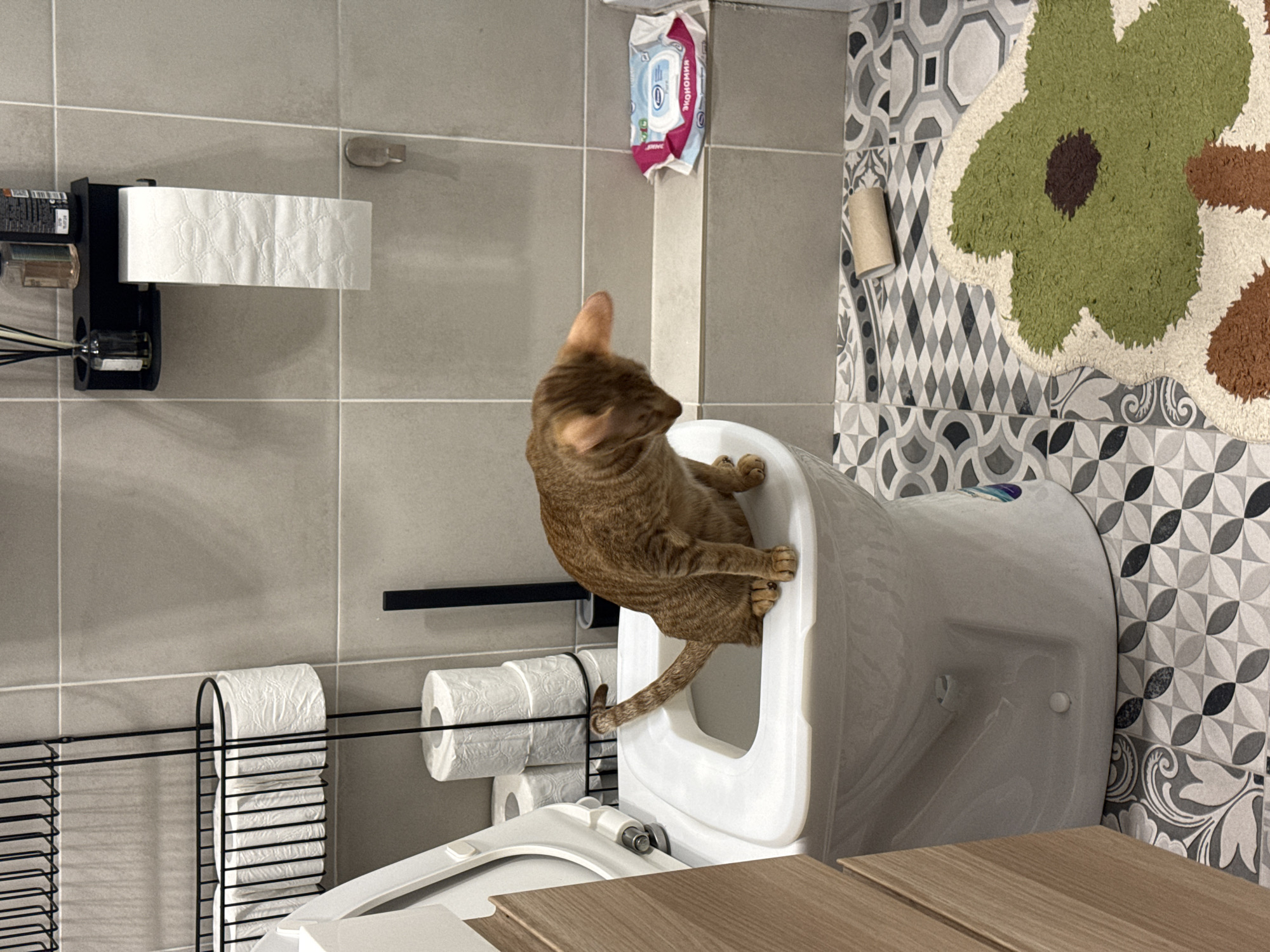 The image shows a bathroom interior. A ginger tabby cat is perched on the open seat of a white toilet. The toilet is against a wall with patterned tiles, and a flower-shaped rug is on the wall above. To the left of the toilet are spare rolls of toilet paper in a black metal holder. Above the toilet paper are a black shelf with toiletries and a roll of toilet paper. A package of wipes is mounted on the wall near the top of the frame. The environment is domestic. There is no indication of the city of Moscow, Russia.