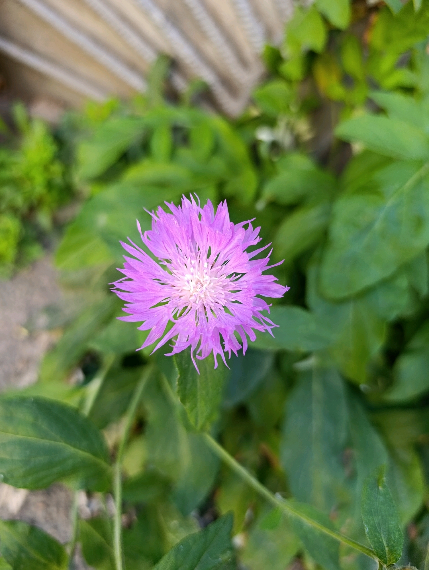 A close-up, high-angle shot focuses on a vibrant purple thistle-like flower blooming in a garden setting. The flower's delicate petals radiate outwards from a light-colored, intricate center. The background consists of lush green foliage and a blurred, light-colored fence. The scene appears to be outdoors, possibly in a residential area or park, with no people or visible human activity. The overall impression is one of natural beauty and tranquility. This image was taken in Cherkasy, Ukraine.