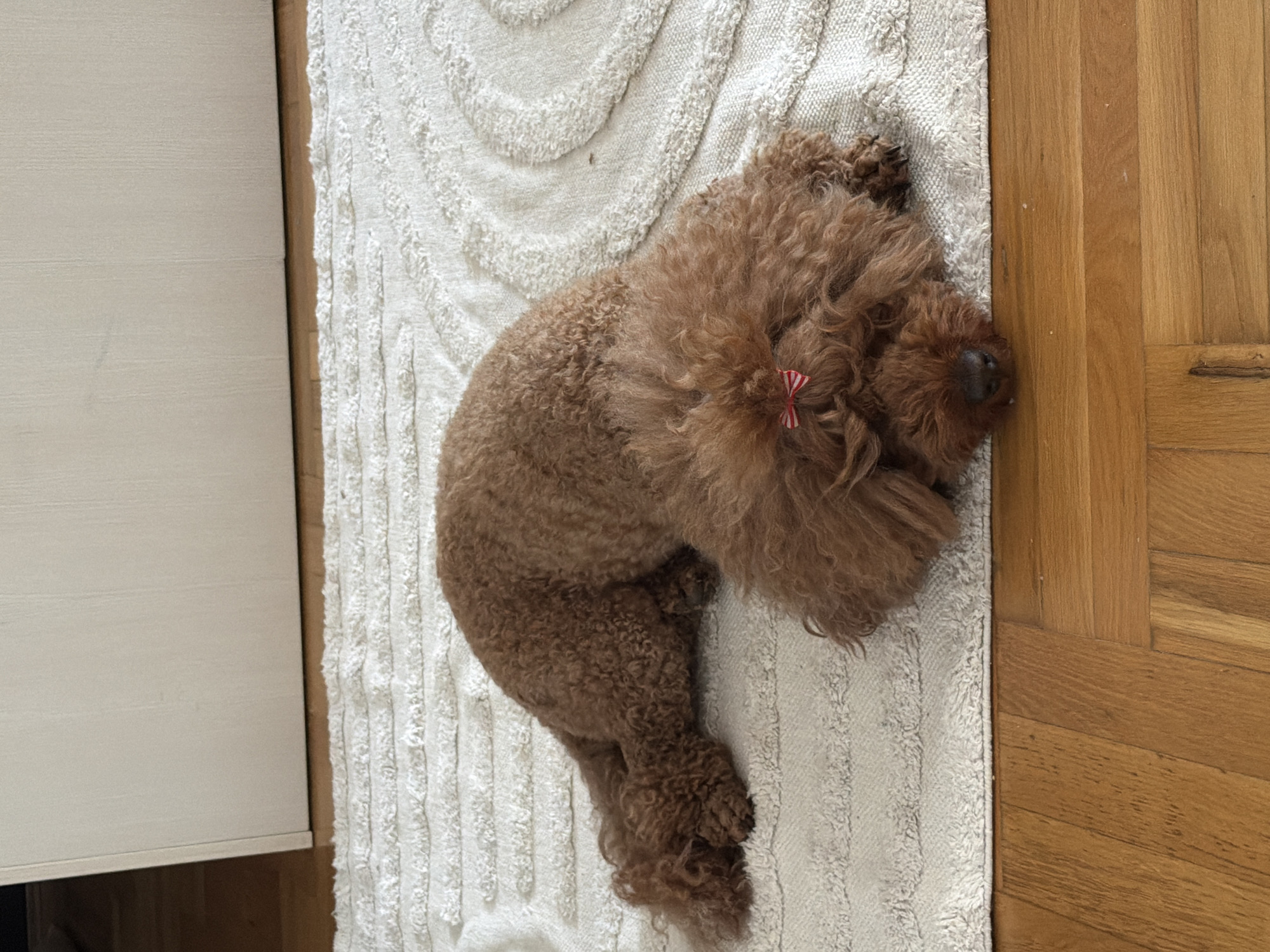 A reddish-brown poodle with a red and white striped bow sleeps on a white textured rug, which sits adjacent to a light-colored cabinet on the left and a wooden floor on the right. The scene is indoors. There is no discernible evidence indicating it is in Boreti, Montenegro.
