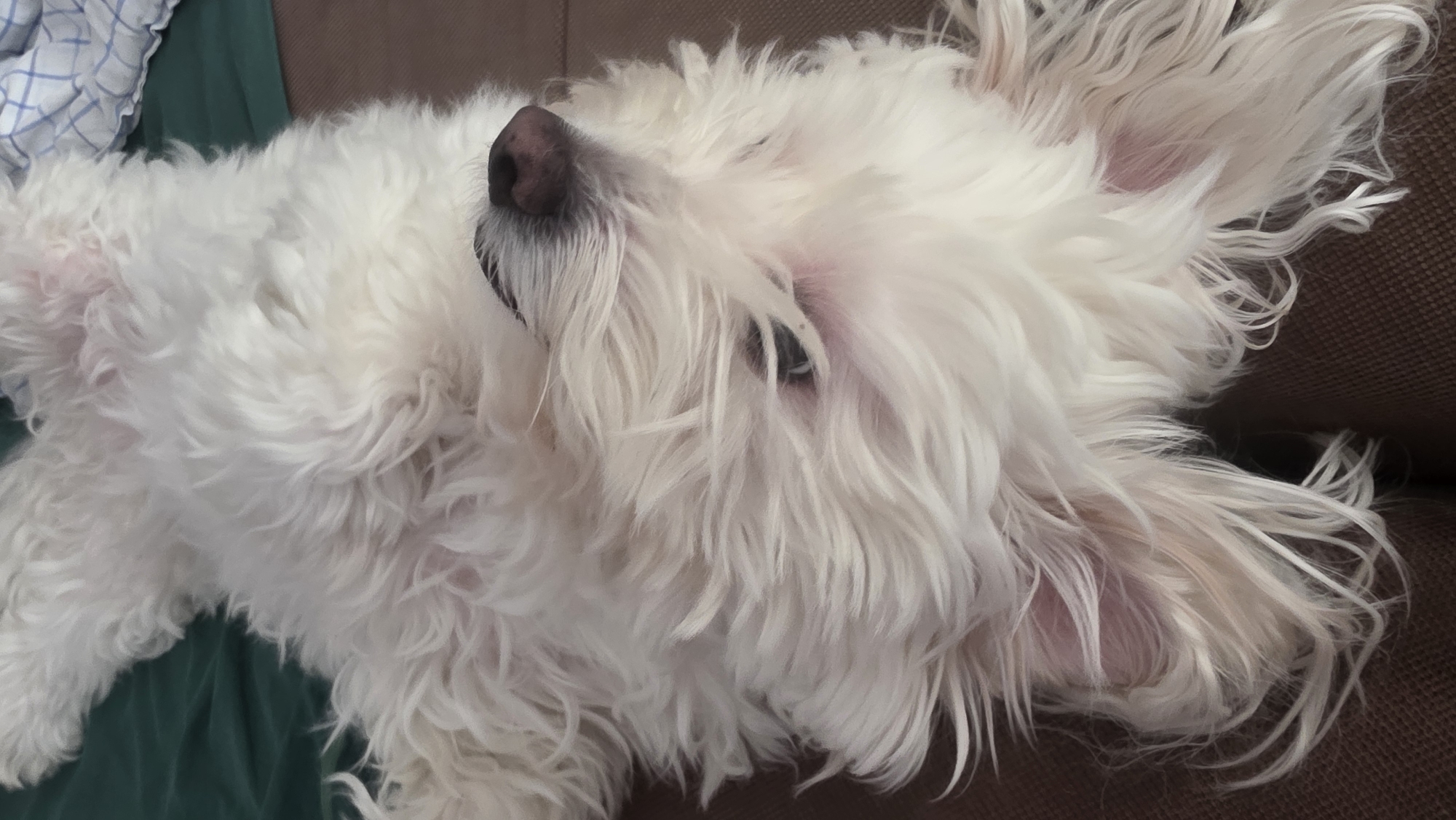A white dog with long fur is lying on its back. The dog's nose is dark and its eye is visible amidst the fur. The dog is lying on a brown surface, possibly a couch, with a green and white patterned cloth nearby. There is no indication of the location in Blagoevgrad, Bulgaria.