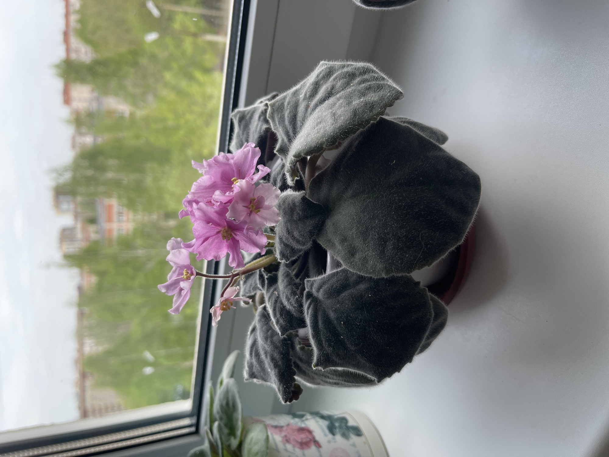A potted African Violet with pink flowers sits on a white windowsill. The plant is the primary subject, its dark green, fuzzy leaves surrounding a cluster of delicate pink blossoms with yellow centers. Behind the plant, a window offers a view of Izhevsk, Russia. Buildings and trees are visible through the glass. Below the pot holding the african violet is the edge of another potted plant that is out of focus.
