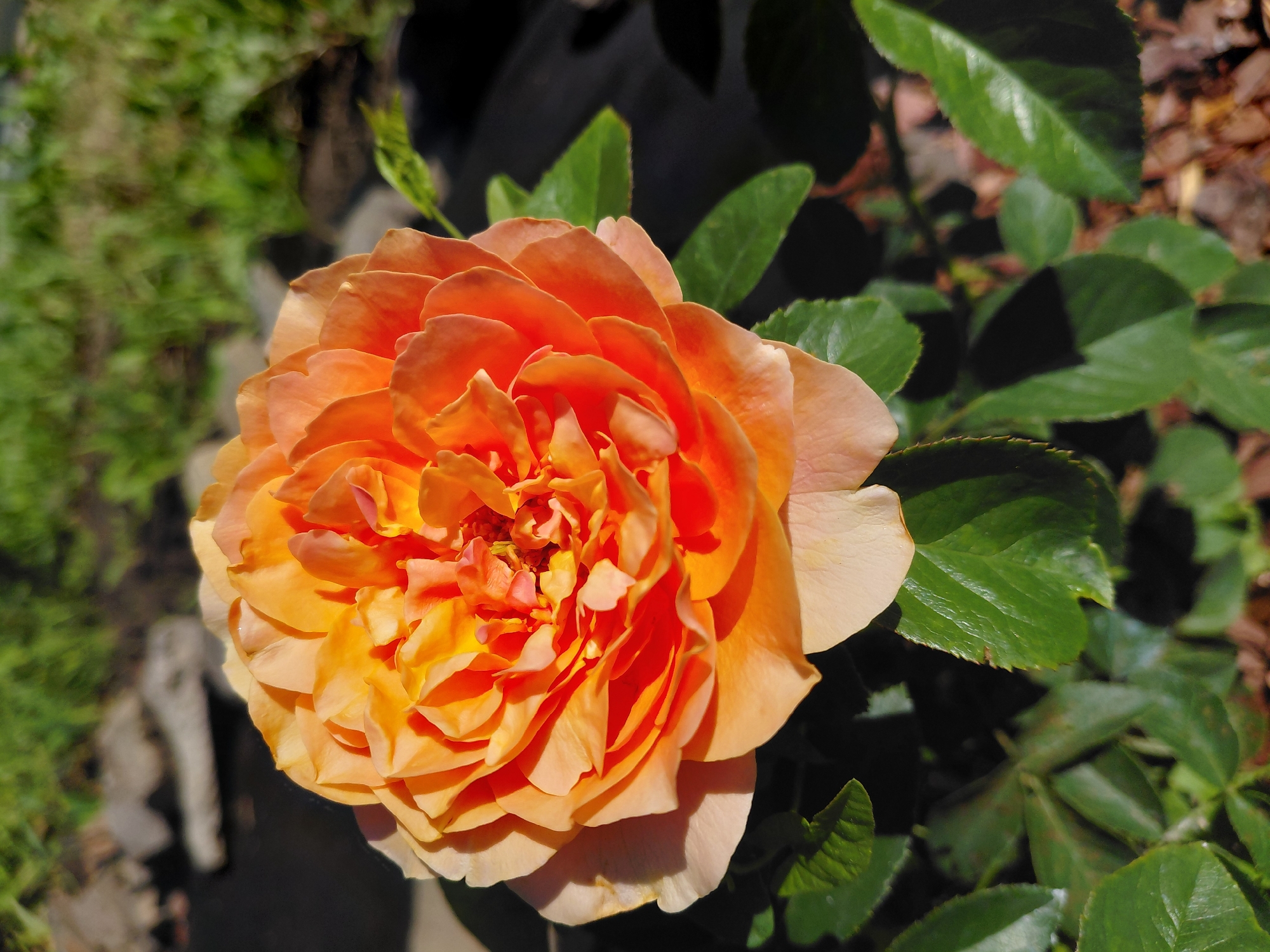 A close-up, high-angle shot shows a fully bloomed, peachy-orange rose in the foreground. The rose's petals are densely packed and have a ruffled texture, with subtle variations in color from a lighter peach at the edges to a deeper orange in the center. The rose is positioned slightly to the left of the frame, with its leaves and stems visible below. The background is a blurred mix of green grass, dark soil, and some brown mulch. The lighting suggests it is daytime, with sunlight casting shadows on the rose petals. There is no indication of a specific location in Novosibirsk, Russia, beyond it being an outdoor garden setting. No people, actions, or interactions are depicted.