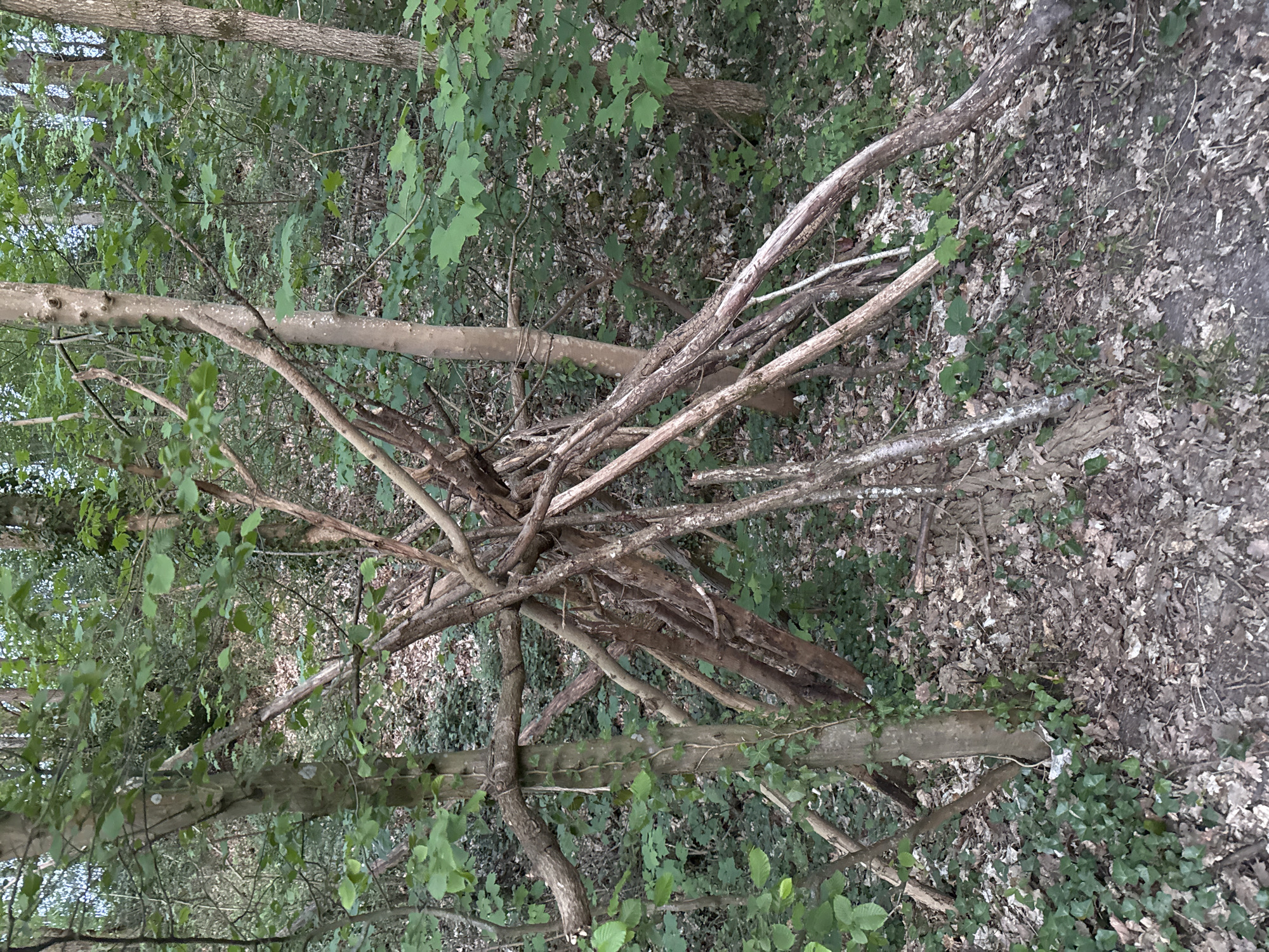 A woodland scene, likely in Bures-sur-Yvette, France, is depicted during what appears to be daytime with diffused light, possibly due to overcast conditions or dense tree cover. The central feature is a large, irregularly shaped pile of dry, weathered tree branches and small logs. This arrangement of wood could be a natural accumulation, a brush pile, or a makeshift shelter.
Surrounding this central structure, and extending into the foreground and background, are numerous living trees with vibrant green leaves, suggesting a dense forest or wooded area. The ground beneath the trees and branches is covered with a mix of fallen brown leaves and patches of green ground cover, possibly ivy. No people are visible, and there is no active event taking place, though the arrangement of branches might imply prior human activity. No text is visible anywhere in the image.