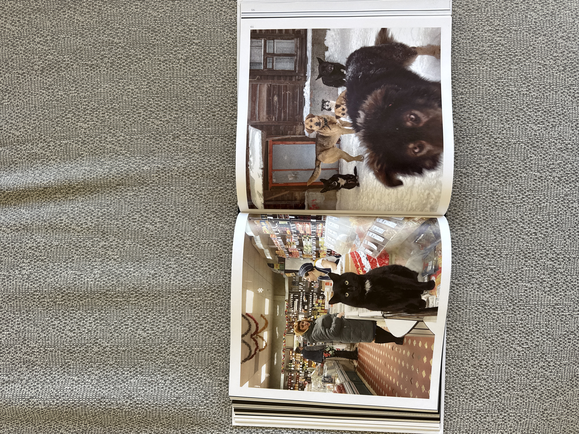 This media file contains two photographs within an open book. The top photograph depicts a group of dogs in a snowy outdoor setting. A large, dark-furred dog dominates the foreground, while several smaller dogs, including puppies, are visible behind it. The background features a weathered wooden building with windows and doors, suggesting a rustic or perhaps abandoned location. The presence of snow indicates a cold weather environment, likely during winter.
The bottom photograph captures an indoor scene, appearing to be a grocery store or market. A black cat with a white patch on its chest is prominently featured in the foreground, looking directly at the camera. The shelves of the store are stocked with various products, and festive decorations, possibly for Christmas, are visible, including garlands and snowflake cutouts. Two people are present in the store; one, a woman with blonde hair, is standing near a display of products, while another figure, wearing a dark jacket, is partially visible in the background. The lighting suggests an indoor, possibly daytime, setting.
The photographs appear to be pages from a photo album or book, with white borders framing each image. There is no visible text in either photograph.