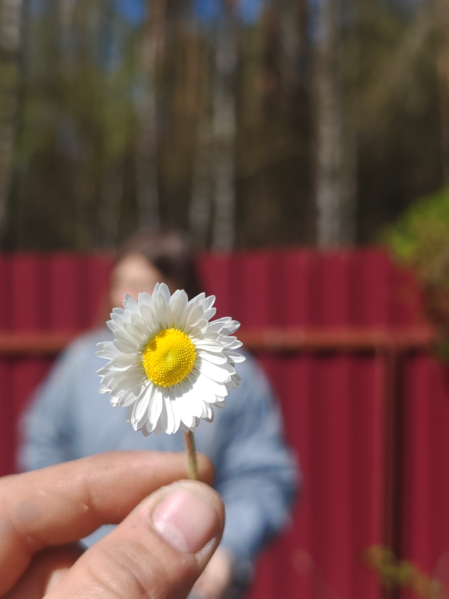 The image presents a close-up view of a person's hand holding a single white daisy with a bright yellow center. The daisy is in sharp focus, highlighting its delicate white petals and intricate yellow core. The hand, visible in the lower foreground, has slightly tanned skin, visible knuckles, and short fingernails, gripping the flower by its slender green stem.
The background is heavily blurred, creating a strong bokeh effect. In the mid-ground, the indistinct figure of another person is visible, wearing what appears to be a light blue or grey long-sleeved top. Behind this blurred figure, a prominent red corrugated metal fence or wall extends across the middle of the frame. Above the fence, the distant background is further blurred, showing hints of green foliage from trees and patches of blue sky, indicating an outdoor setting under bright, sunny conditions.
The overall scene suggests a moment of appreciation for nature, likely taking place in a garden or backyard during daytime. There is no visible text in the image.