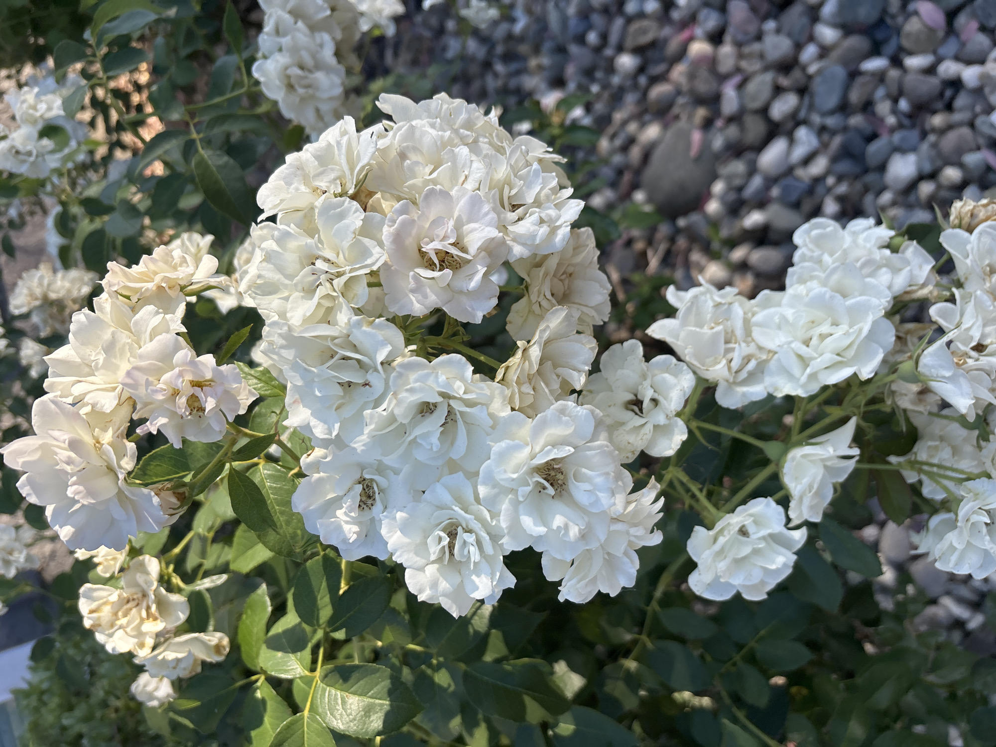A cluster of white roses in bloom is the central subject of this close-up, eye-level photograph. The roses, varying in their stage of bloom, are predominantly white with hints of creamy yellow and subtle pinkish hues, particularly in the older blooms. Some petals appear slightly wilted and browning. The roses are densely packed on green stems and surrounded by vibrant green foliage. The background is a mix of more greenery and a bed of grey and brown river stones. The lighting suggests it is either early morning or late afternoon, with sunlight casting soft shadows on the petals and leaves. The location is Fair Oaks, United States.
