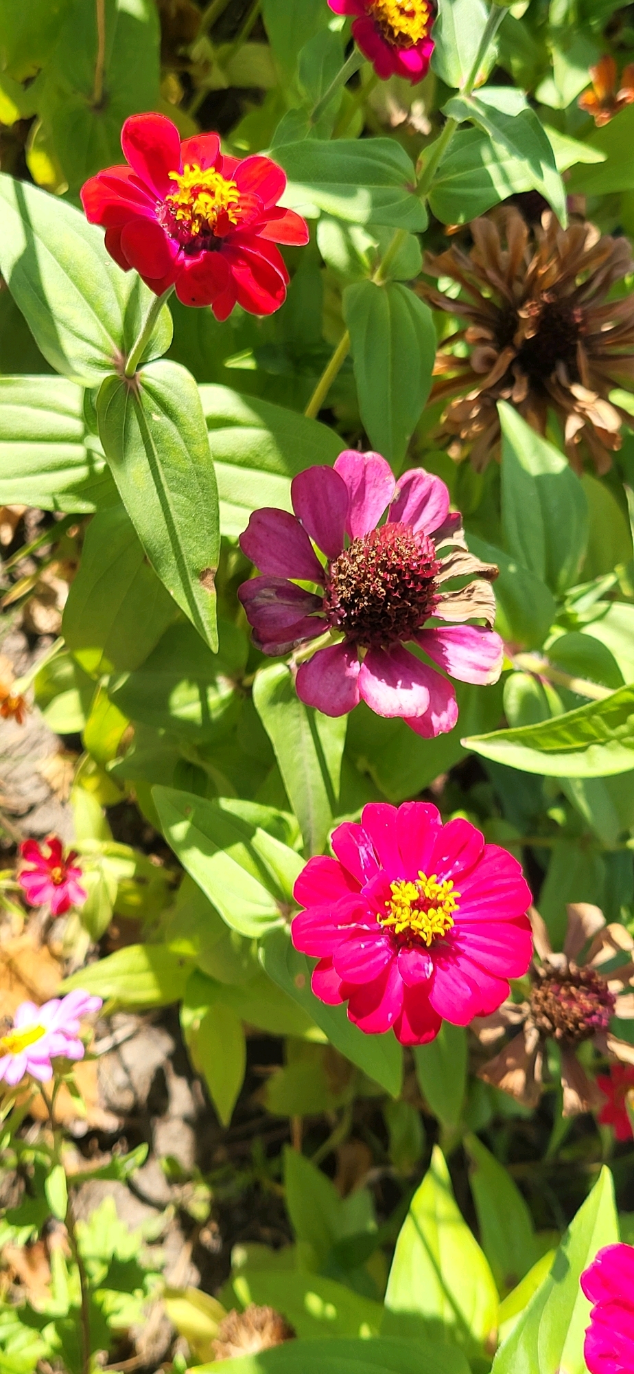A close-up, top-down, vertical, outdoor shot showcases a cluster of Zinnia flowers in various stages of bloom and decay. The flowers are predominantly in shades of bright pink, deep magenta, and a single vibrant red bloom. The petals are layered and appear slightly ruffled, with yellow stamen visible in the centers of the more open flowers. Some flowers are fully bloomed, while others show wilting or browning petals. Lush, green leaves surround the flowers, some casting dappled shadows from sunlight filtering through. The background is softly blurred, hinting at more foliage and the earthy ground below. The scene is set in a natural outdoor environment, likely a garden. This image was captured in Oskemen, Kazakhstan.
