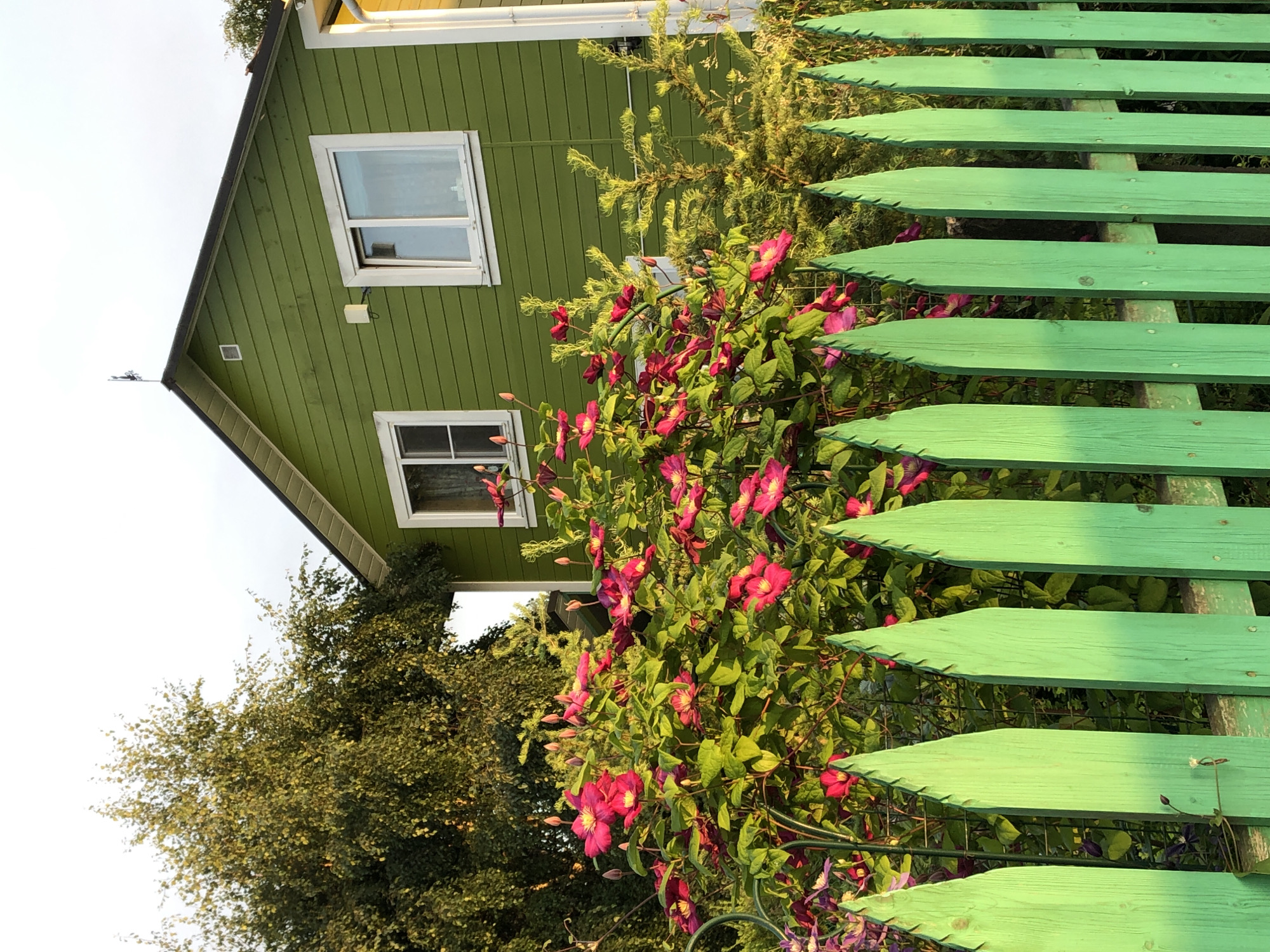 The image depicts a vibrant green wooden picket fence in the foreground, with pointed pickets. Behind the fence, a lush green bush is adorned with numerous bright pink clematis flowers in full bloom. A mature tree with green foliage stands to the left, partially obscuring a bright green, horizontally sided house. The house has a dark roof and two white-framed windows visible on its facade. The sky above is overcast. The scene appears to be outdoors in a garden setting, likely within the grounds of the Красная Пресня Снт, Russia.