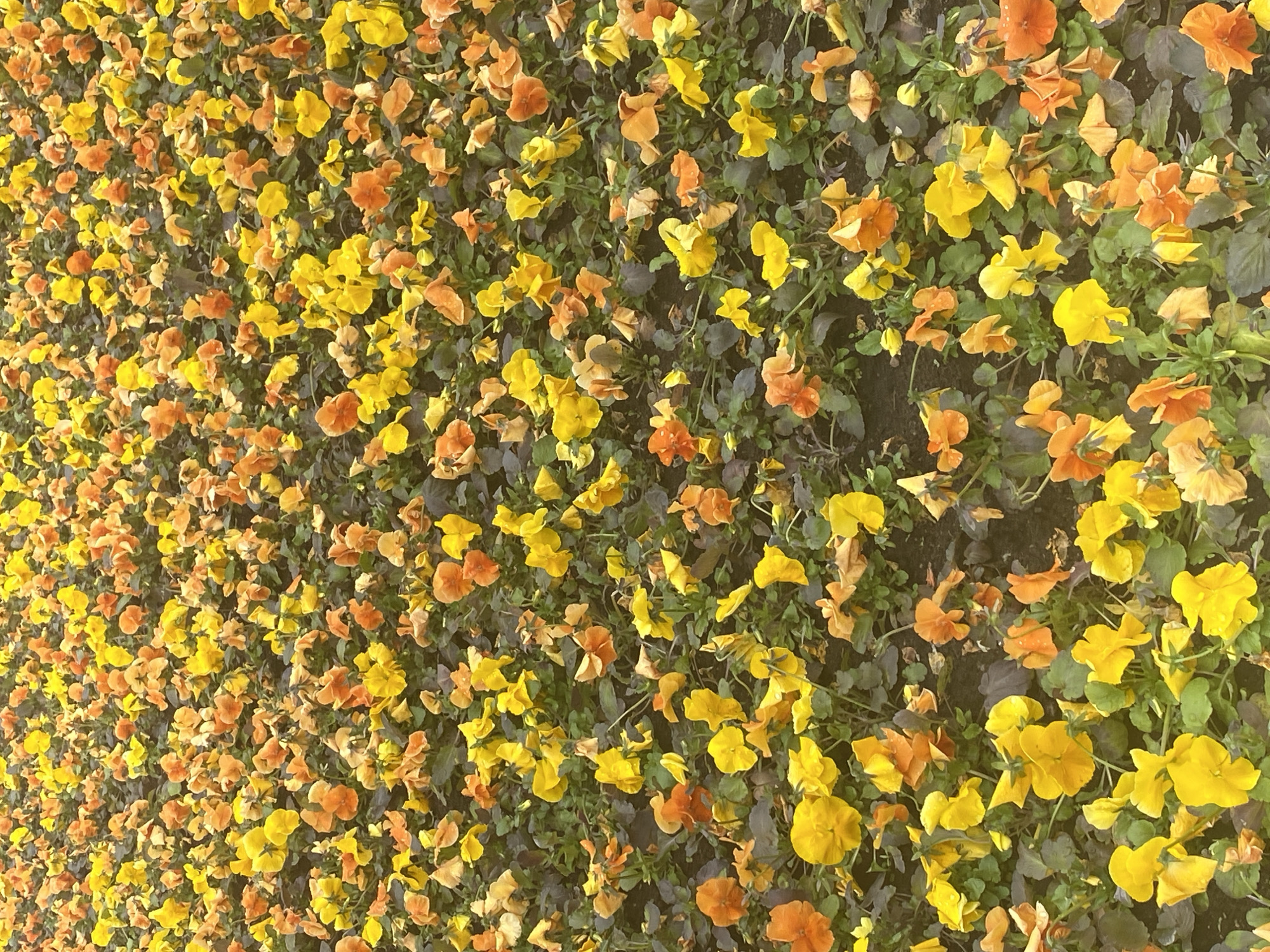A patch of yellow and orange pansies fills the frame, likely in Saint Petersburg, Russia, considering the question's context. The flowers are densely packed, with variations in color saturation suggesting sunlight exposure. Small green and purplish-brown leaves can be seen between the blossoms. The image is angled slightly, giving a sense of depth to the flower bed.
