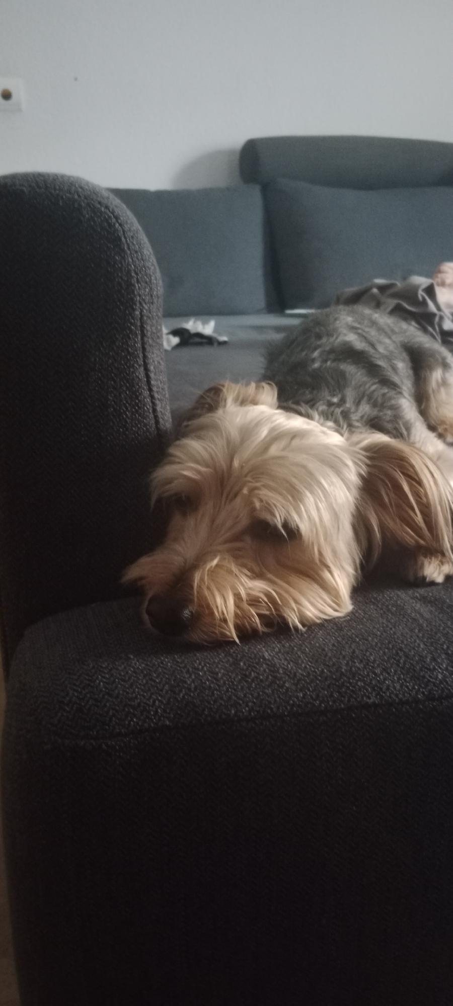 A tan and gray Yorkshire Terrier is lying on a dark gray sofa in an indoor setting, likely a living room. The dog's head is resting on the armrest of the sofa, and its body extends towards the back of the sofa where a pile of gray fabric is visible. The background shows a light-colored wall with a small circular object, possibly an electrical outlet or sensor, on the left side. Part of another dark gray sofa is visible behind the Yorkshire Terrier. The scene is dimly lit, suggesting it might be evening or the room is not brightly illuminated. The image does not contain any information that would allow for its location to be specified within Galapagar, Spain, or any other city.