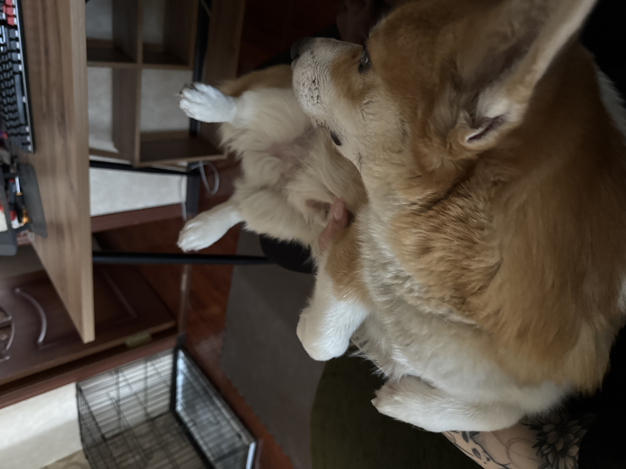 A tan and white corgi dog lies on its back, being petted. A person's hand is visible on the dog's belly. The dog is positioned next to a desk with a keyboard. A metal pet crate is in the lower left corner of the frame. A wooden cabinet stands behind the desk. The scene appears to be indoors. There is no evidence to suggest the location is Borzya, Russia.