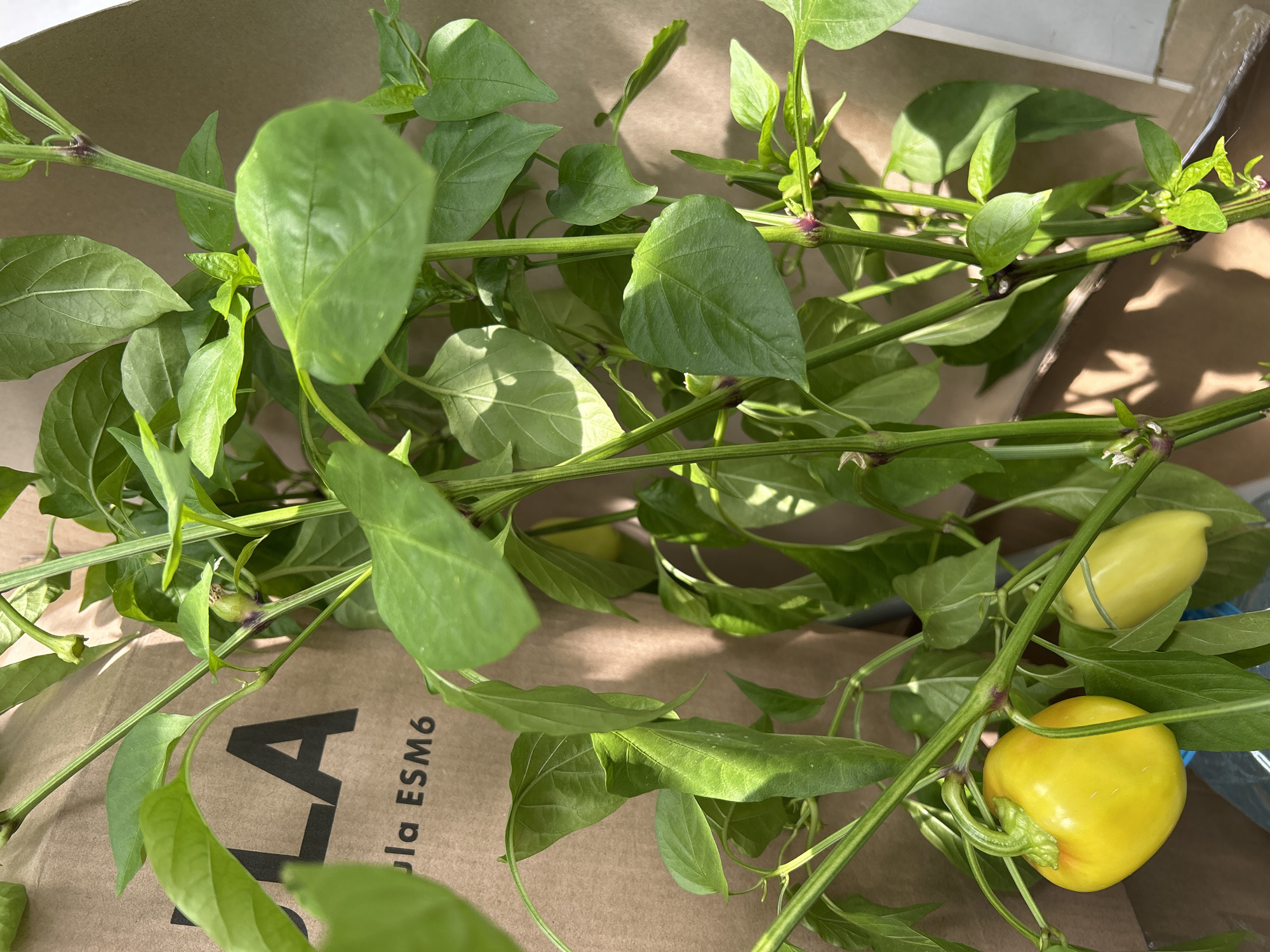 A close-up, eye-level, medium shot captures a healthy pepper plant with vibrant green leaves and several peppers in various stages of growth. Two prominent yellow peppers are visible in the foreground, one round and plump, the other elongated and slightly immature. Smaller, green peppers and white blossoms are also present further up the plant. The plant is partially obscured by a brown cardboard box with black lettering that reads "OLA" and "ula ESM6". Sunlight casts dappled shadows across the scene, indicating an outdoor or well-lit indoor environment. The scene is devoid of any human presence or activity, and no specific location in Moscow, Russia, can be determined from the visual information provided.