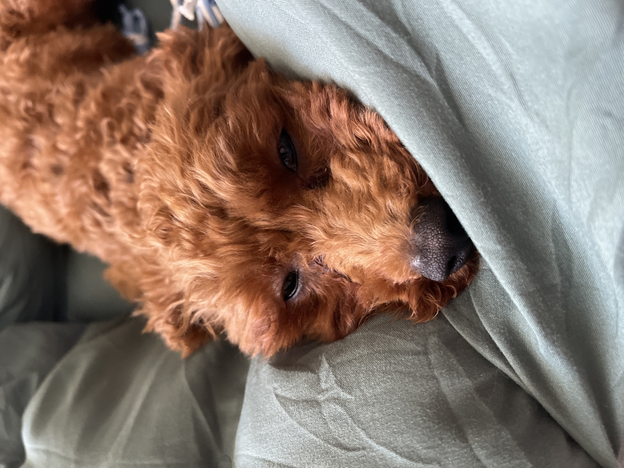 A brown poodle dog is lying on an olive-green sheet. The dog is partially covered by a light-green sheet. The dog's head is resting on the olive-green sheet, and its eyes are visible. The photo appears to be taken indoors. The location in Sofia, Bulgaria cannot be determined from the given image.
