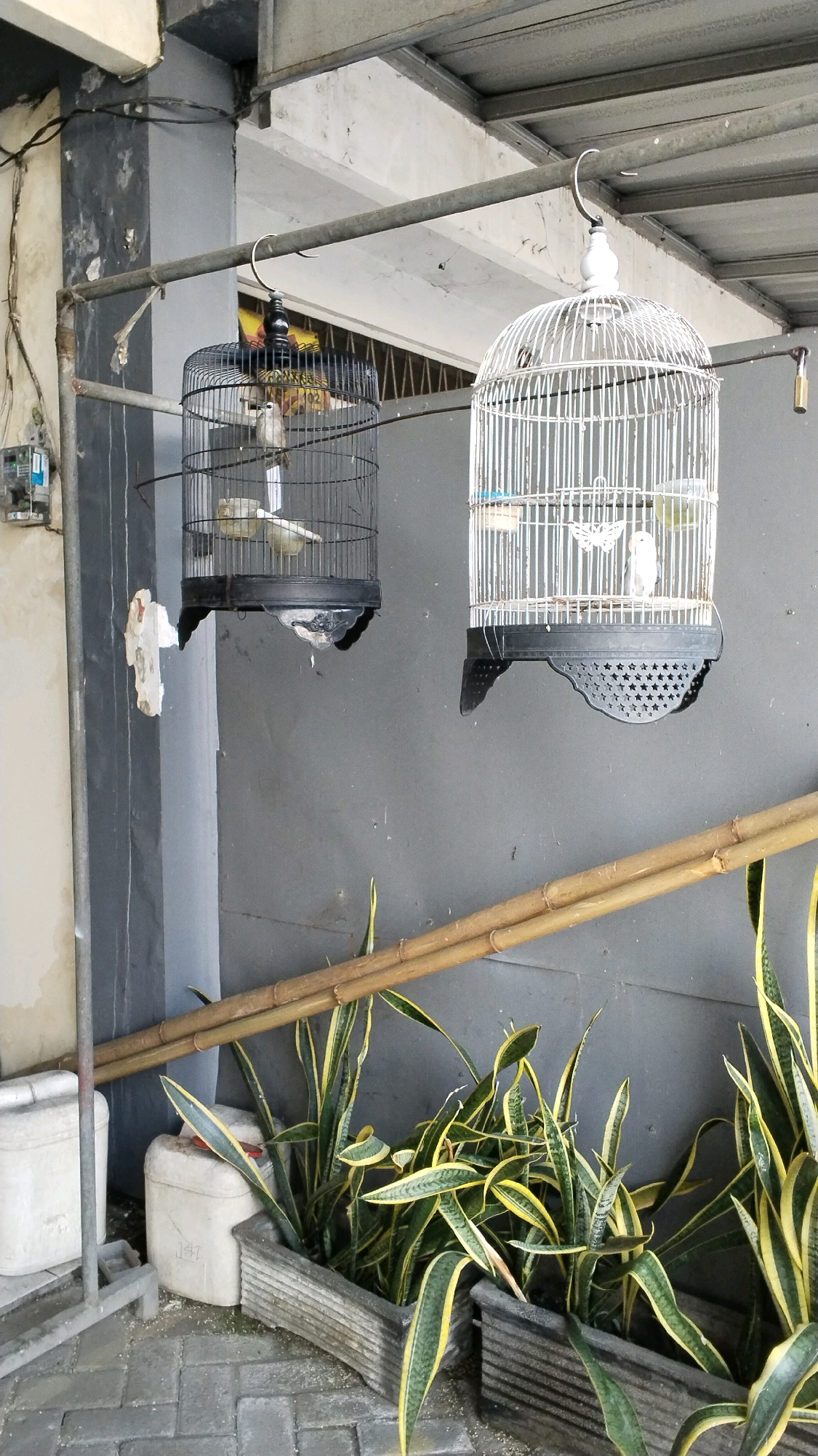 The image shows two bird cages hanging from a metal bar, situated outdoors in what appears to be a residential or commercial area. The cage on the left is made of black metal, and the cage on the right is white and decorative. Both cages contain birds. In the foreground, snake plants are growing in planters, with bamboo poles arranged above them. The background consists of a grey wall and a covered walkway. The scene is consistent with locations in Mojokerto, Indonesia, where such arrangements are common for keeping ornamental birds.