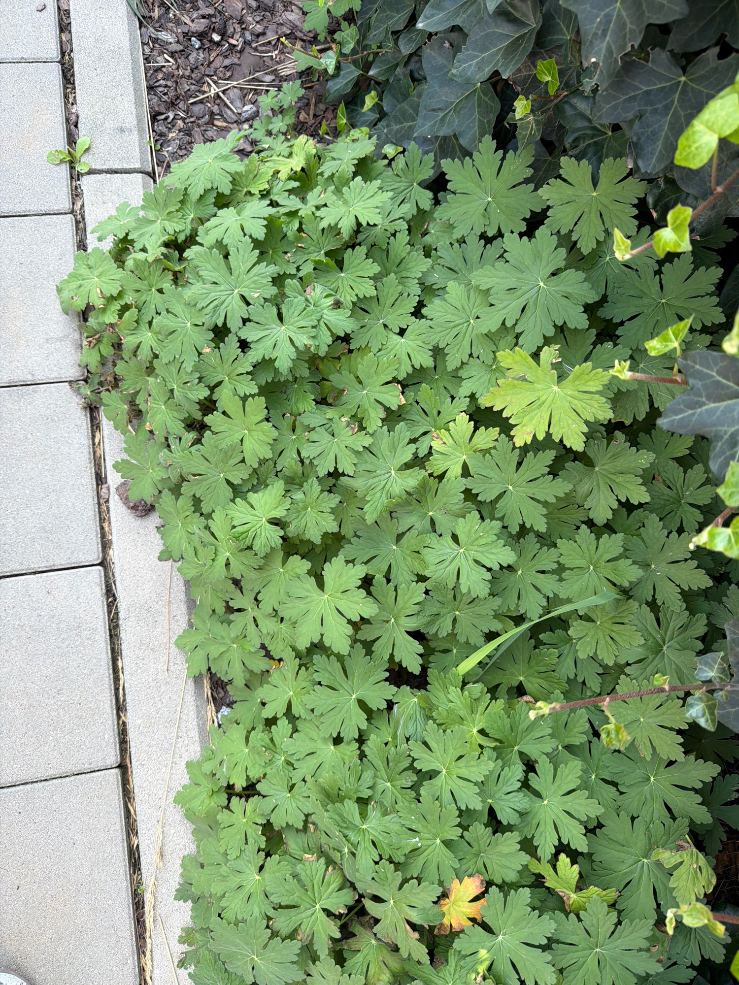 A close-up, high-angle shot shows a patch of green herbaceous plants with deeply lobed leaves growing alongside a paved pathway in Wrocław, Poland. The pathway consists of rectangular, light gray concrete pavers laid in a linear pattern. To the right of the pathway, the ground is covered in dark brown mulch interspersed with dry grass stalks and some debris. The foliage of the herbaceous plants is dense and vibrant green, with some leaves displaying a lighter, yellowish hue, indicating variation in sunlight exposure or maturity. In the background, darker green ivy leaves are visible, clinging to an unseen structure. No people or animals are present in the frame. The lighting suggests an outdoor daytime scene.