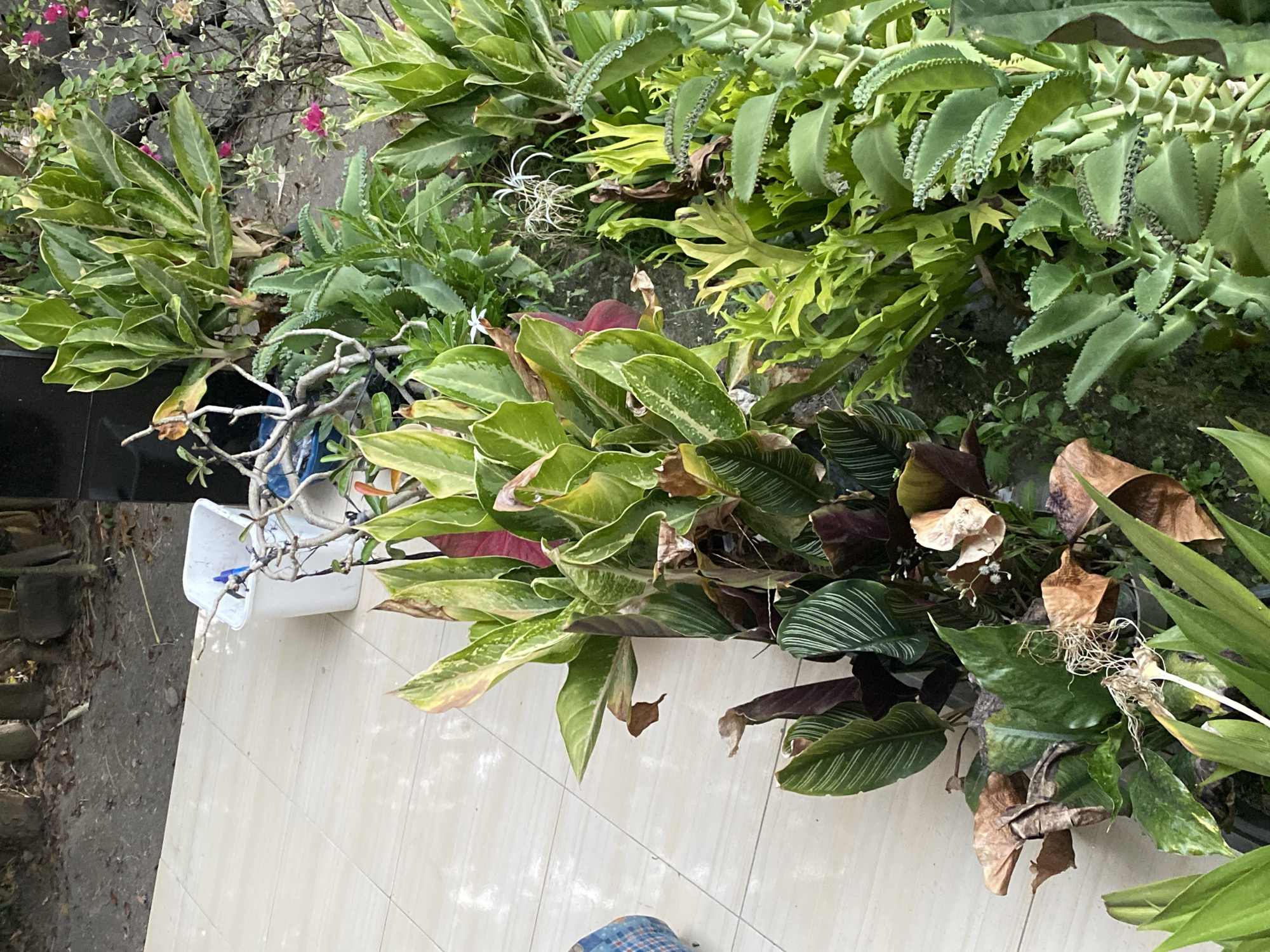 This image depicts a collection of various potted plants arranged on a tiled patio, possibly in Jemekan, Indonesia. In the background, a white plastic bucket with a blue object inside sits near a dark surface, likely a wall or structure. The patio tiles are light-colored and laid in a grid pattern. The plants exhibit a range of leaf shapes, sizes, and colors, with some showing signs of dryness and browning, while others are vibrant green and variegated. Among the plants, one features distinctly serrated leaves arranged in a stacked pattern. The overall scene suggests an outdoor domestic or gardening setting.