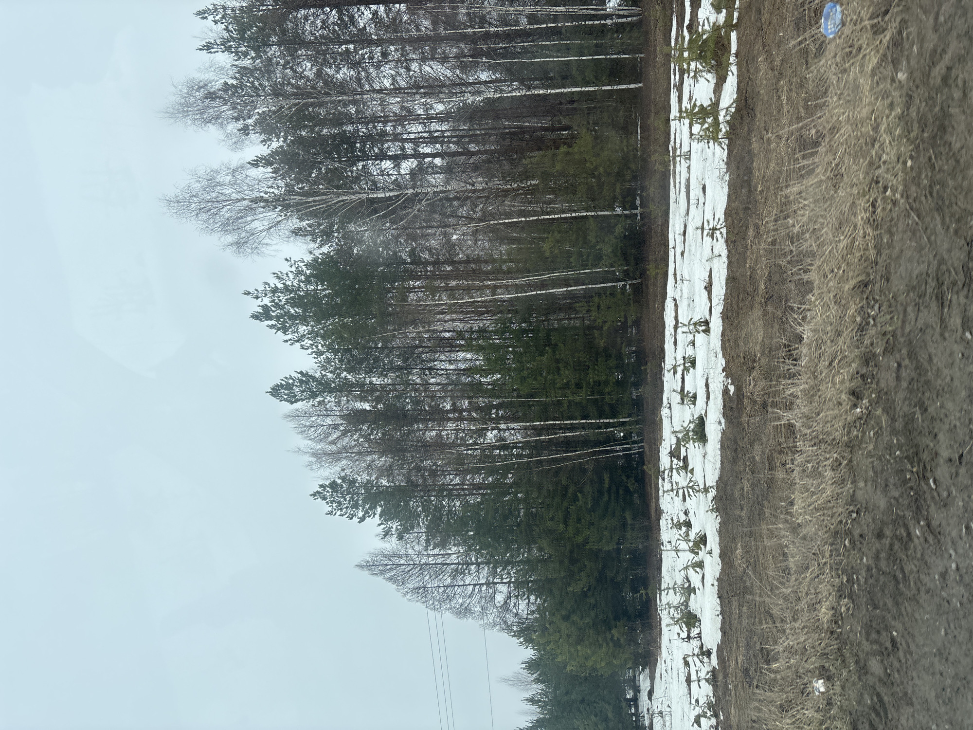 The image shows a winter scene. A forest with a mix of bare deciduous trees and green conifers lines the left side of the frame. In the foreground, patches of snow cover the ground, with young evergreen seedlings visible. To the right of the snow patches is a dirt and grassy field. The sky is overcast. There is no visible evidence to confirm that this image is in Maksimovo, Russia. There are no people depicted in the image.