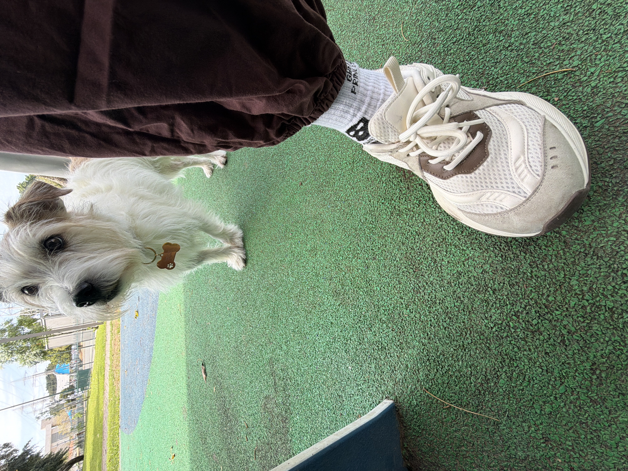 The scene depicts a small, shaggy white terrier-type dog and a partial human figure in what appears to be a recreational area within Ganei Yehoshua Park (Yarkon Park) in Tel-Aviv, Israel.
The dog, predominantly white with light brown markings on its ears and back, stands on a green, granulated rubberized playground surface. It wears a collar with a copper-toned, bone-shaped tag featuring a paw print emblem, and looks directly at the camera with dark, alert eyes. Scattered dry leaves and twigs are visible on the green surface.
To the right, the lower right leg and foot of a person are visible. The individual wears dark brown or maroon sweatpants with elasticated cuffs, exposing white ribbed socks. The socks display a black 'B' logo and text that appears to read "PRINCE" (or part of a brand name like "GHOST PRINCE"). The person wears a light-colored athletic shoe, featuring a multi-textured design in shades of white, cream, light grey, and brown, with white laces.
In the midground and background, beyond the immediate green surface, a section of blue rubberized ground is visible, followed by a grassy area and mature trees. The far background reveals several tall, metal lattice structures, indicative of electricity transmission pylons, silhouetted against a bright sky, characteristic of the infrastructure found within Ganei Yehoshua Park.