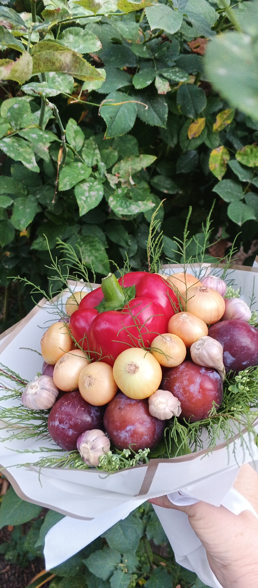 A bouquet of fresh produce is displayed in the foreground against a backdrop of lush green foliage. The bouquet, wrapped in white paper with brown trim, features a vibrant red bell pepper as its centerpiece. Surrounding the pepper are several round, yellow onions, deep purple plums, and heads of garlic. Thin, green sprigs are interspersed throughout the arrangement, adding a touch of natural texture. A person's hand is visible at the bottom right, holding the bouquet. The background consists of dense, green leaves, some of which appear slightly discolored or spotted, indicating an outdoor setting. The overall scene suggests a rustic or garden-themed presentation of harvest bounty.