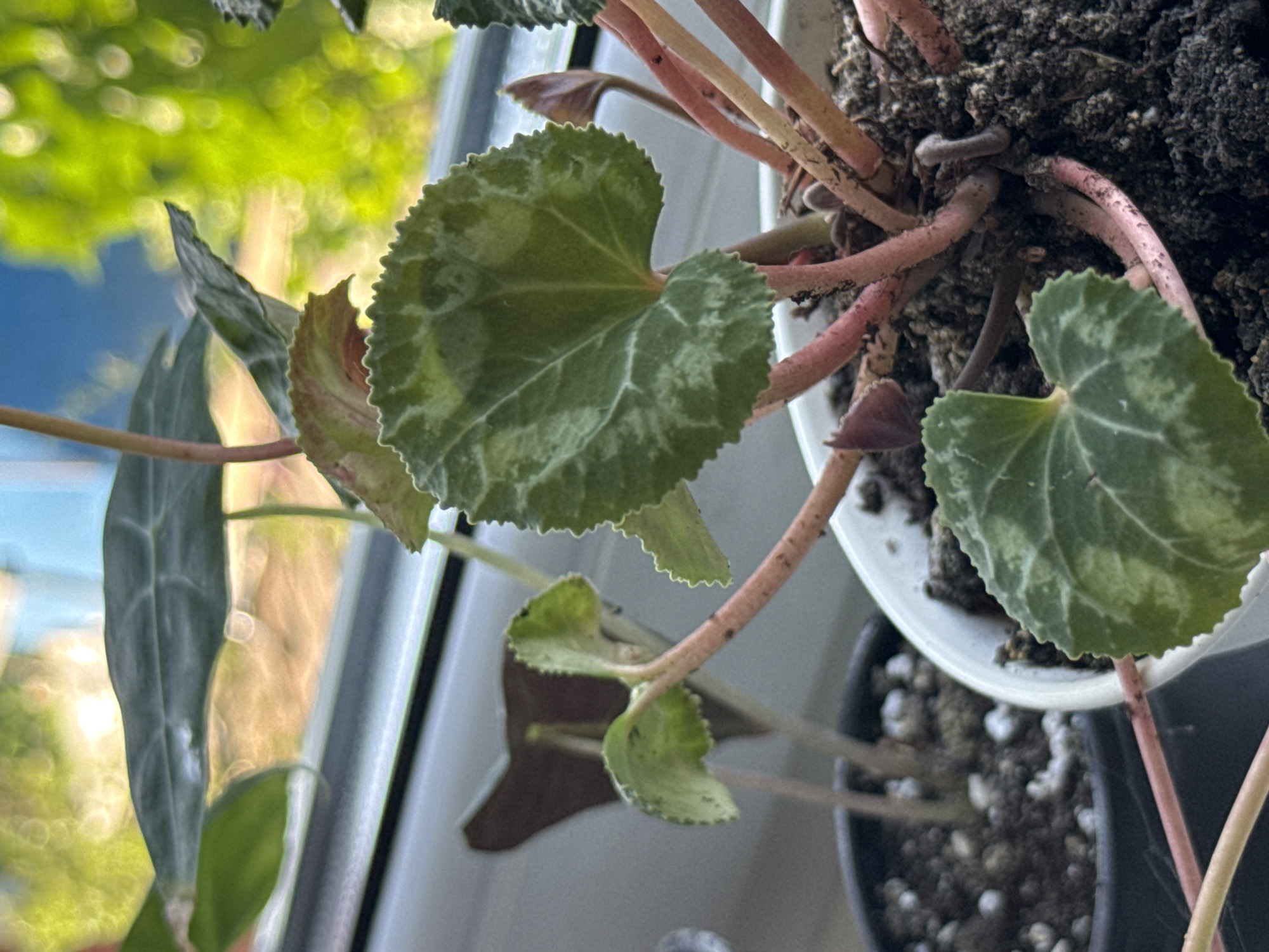The image shows a close-up view of a potted plant with heart-shaped, green and silver variegated leaves. The plant has pinkish-red stems and is growing in dark soil. In the background, out of focus, are other plants, a windowsill, and a blurry view of greenery and sky through a window. The location is not specified in the image or metadata.