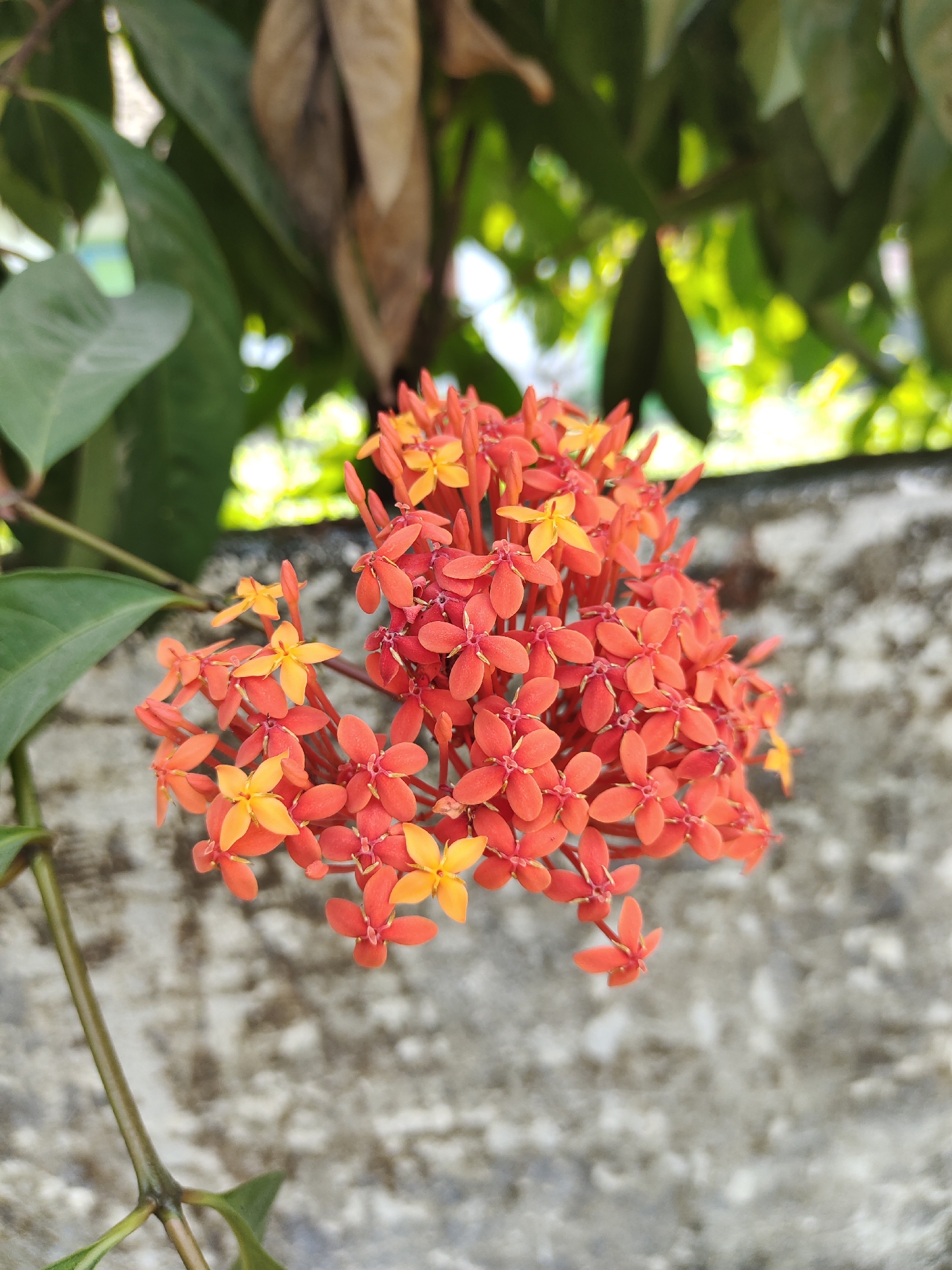 A cluster of small, star-shaped orange and yellow flowers is in focus in the foreground, originating from a thin green stem that extends down the left side of the frame. The flowers are densely packed together, with individual blossoms exhibiting four petals. Behind the flowers, a textured, light-colored concrete wall serves as the background. Above the wall, out-of-focus green leaves and some dried brown leaves are visible, suggesting an outdoor environment. The lighting is natural and bright, creating some highlights on the petals and leaves, and a soft bokeh effect in the background. The overall impression is a close-up shot of nature's detail against a man-made structure. The location of Tangkil, Indonesia, is not visually discernible from the image content itself.
