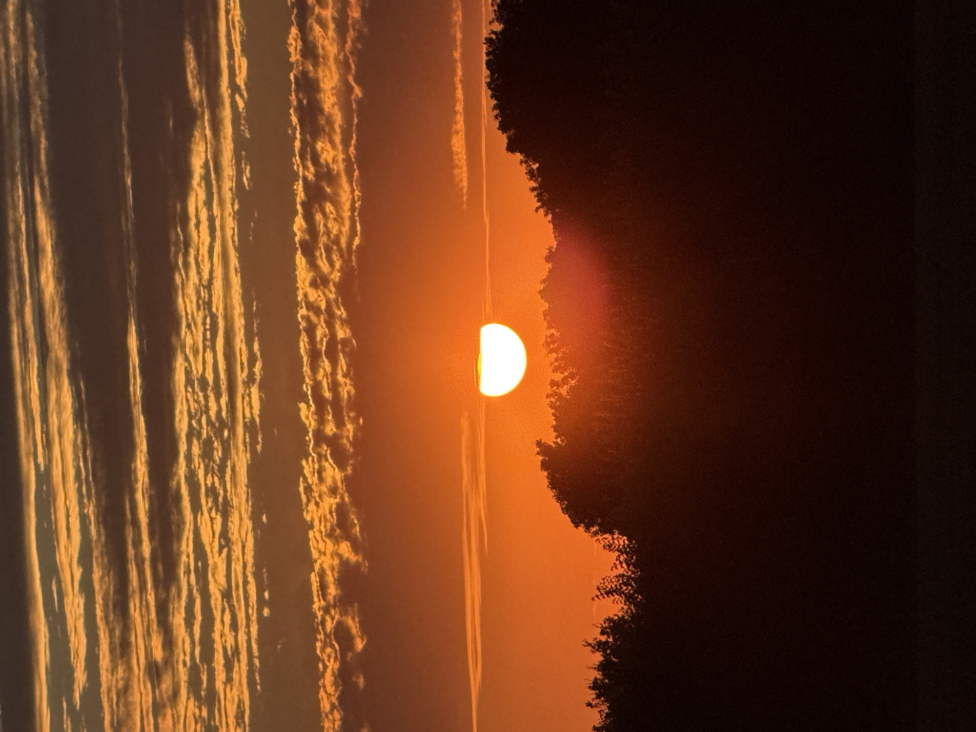 The image depicts a sunset over a silhouetted treeline. The sun, a bright white orb with a semicircular edge visible, is positioned centrally in the frame, partially obscured by the trees. The sky is a gradient of orange and yellow, with horizontal bands of clouds. The clouds are illuminated by the setting sun, displaying hues of orange and white. The treeline in the foreground is dark and indistinct, with visible outlines of leaves and branches. The bottom portion of the image is a solid black silhouette, suggesting a foreground of dark ground or water. There are no people or specific landmarks visible that would indicate a location within Great Yarmouth.