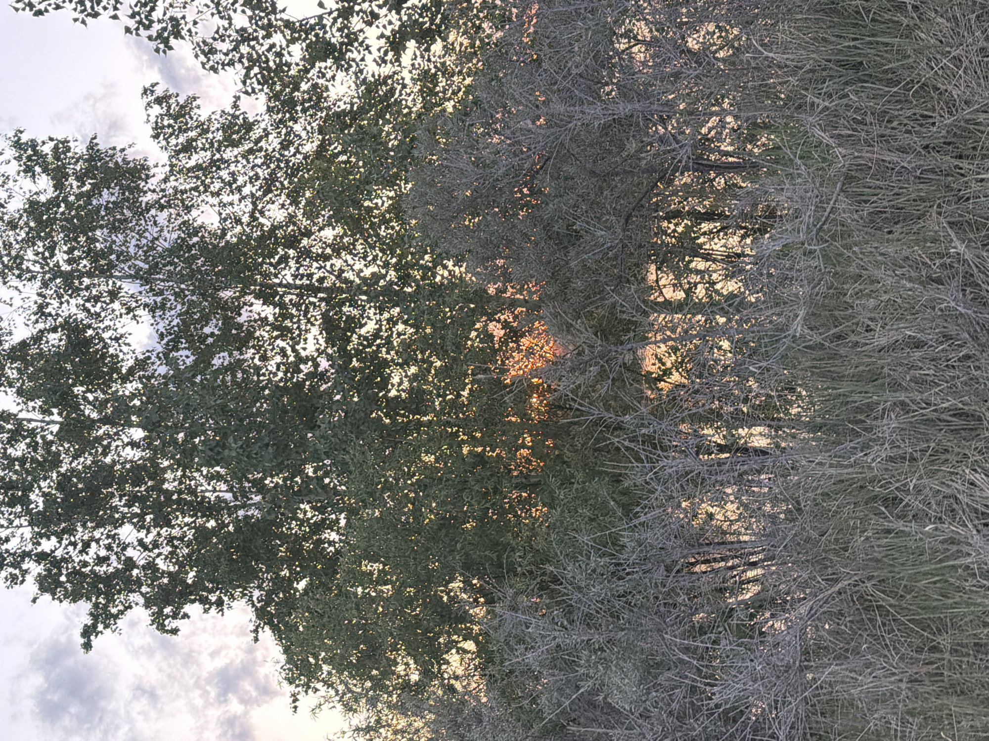 The image depicts a view of trees against a sky with pale clouds, possibly taken during sunset or sunrise due to the golden light filtering through the branches. The trees appear to be in two distinct states: one with full green foliage and the other with bare branches, suggesting either different species or seasonal changes. The location is unknown, and there is no indication of Novyi, Russia. There are no people visible in the image. The focus is solely on the natural environment.