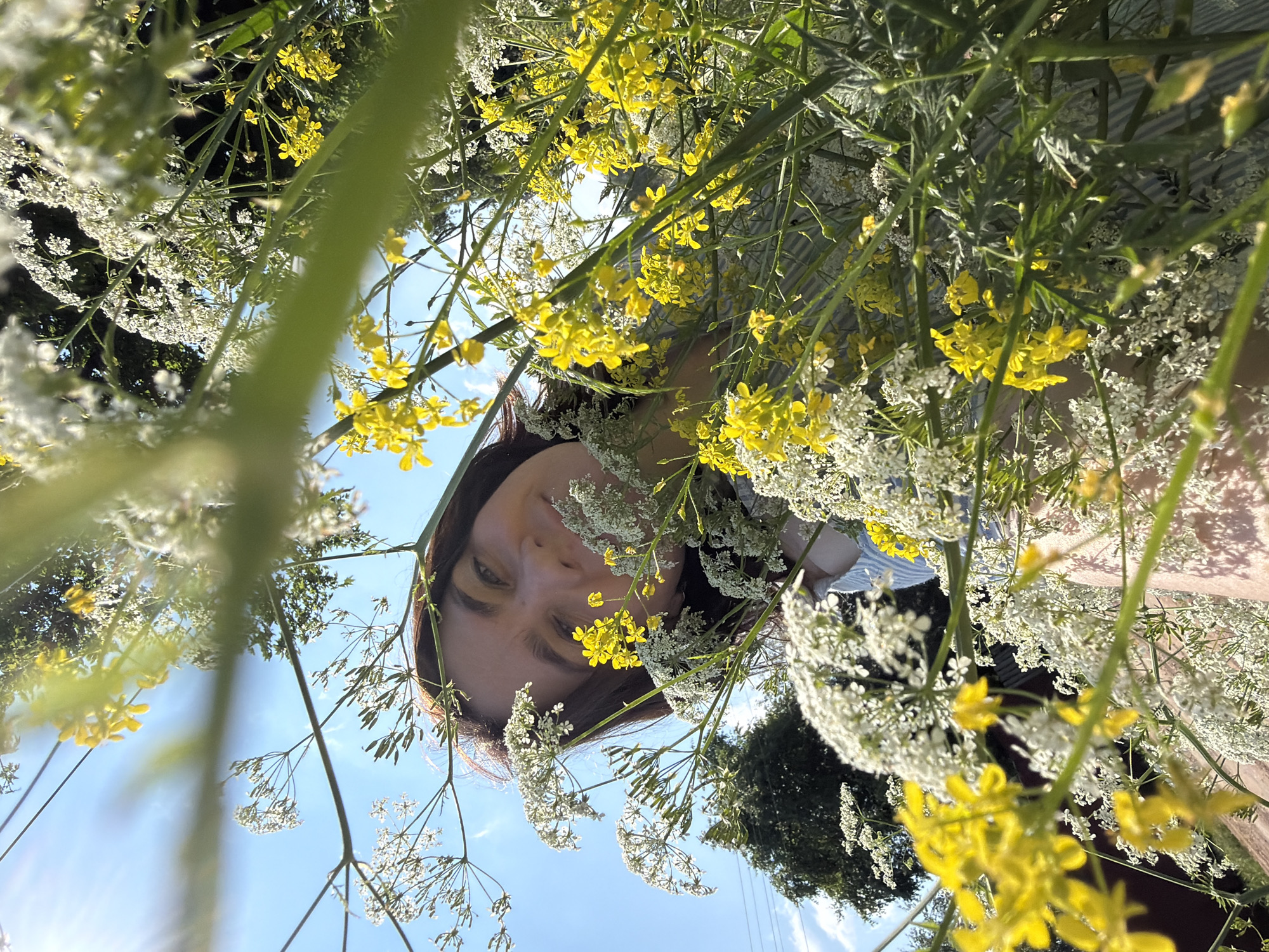 A low-angle, close-up shot captures a young woman partially obscured by wildflowers against a bright blue sky. The woman, with dark brown hair and a light complexion, smiles warmly, her eyes looking slightly upwards. She wears a light-colored, vertically striped shirt. The foreground is dominated by clusters of white and yellow wildflowers, their delicate blooms and green stems creating a natural frame. In the background, trees and a hint of a fence are visible. The overall impression is one of a sunny, outdoor setting, possibly in Panteleevka, Russia, given the context.