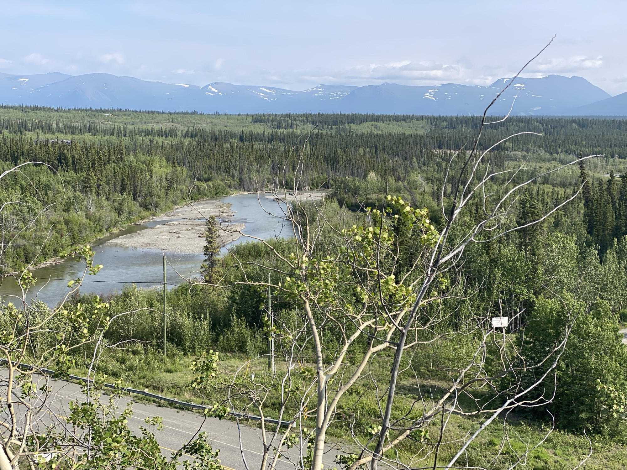 This image depicts a panoramic view of the natural landscape surrounding Haines Junction, Canada. In the foreground, a bare tree with thin branches and a few green leaves stands prominently, obscuring parts of the scene. Below the tree, a paved road with a silver guardrail curves from the left side of the frame, disappearing into the greenery.
The middle ground is dominated by a winding river with a gravelly bed, flowing through a dense forest of coniferous trees. The water appears calm, reflecting the pale blue sky. Scattered within the treeline are patches of lighter green foliage, suggesting deciduous trees.
In the background, a vast expanse of evergreen forest stretches towards a range of distant mountains. These mountains are capped with snow and have a hazy, blueish hue, indicating their significant distance. The sky above is clear with a few wispy clouds. The overall impression is of a vast, undeveloped wilderness in the subarctic region.